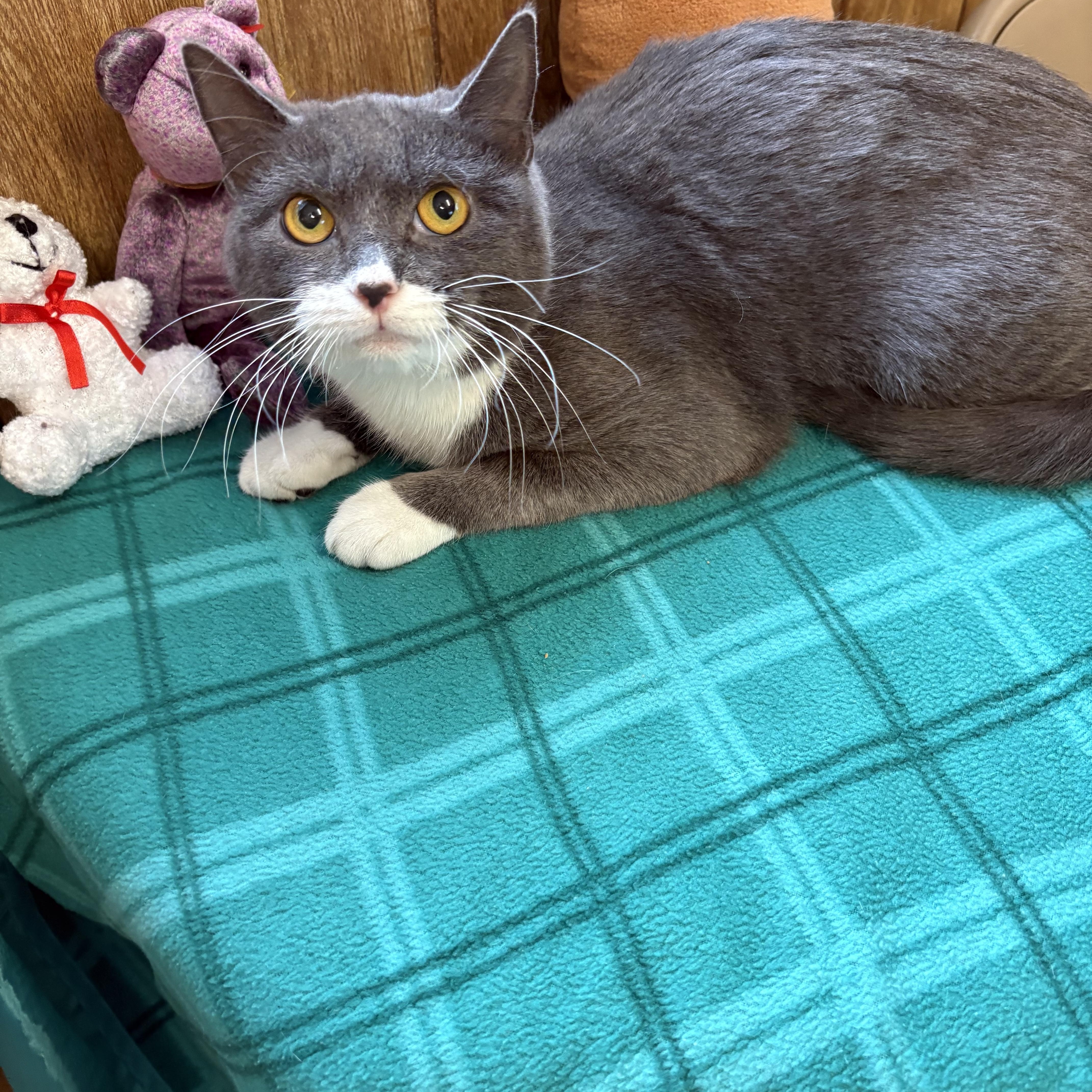 Enlarge Rue, a ADOPTABLE Domestic Short Hair in Linden, NJ image 6/6