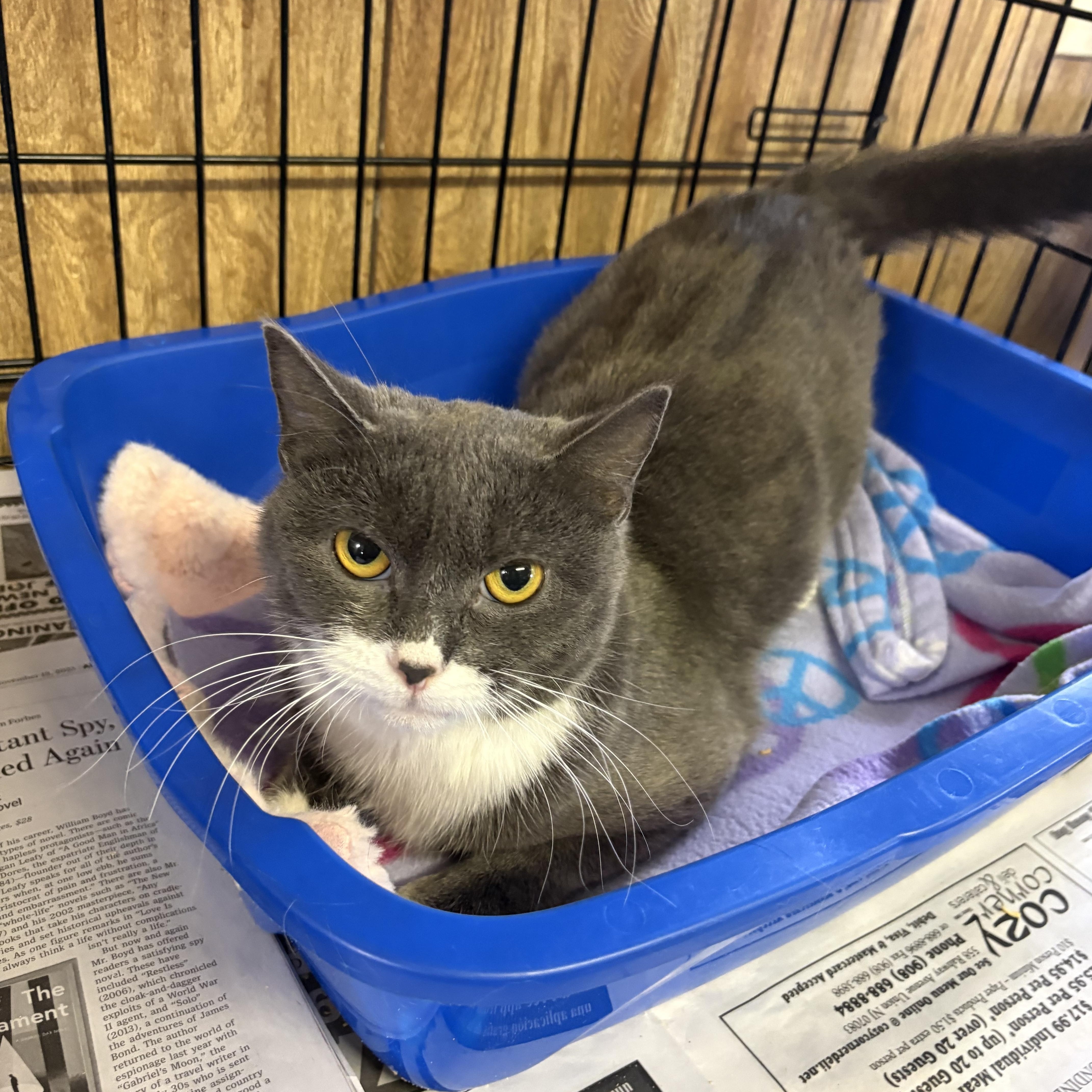 Enlarge Rue, a ADOPTABLE Domestic Short Hair in Linden, NJ image 2/6