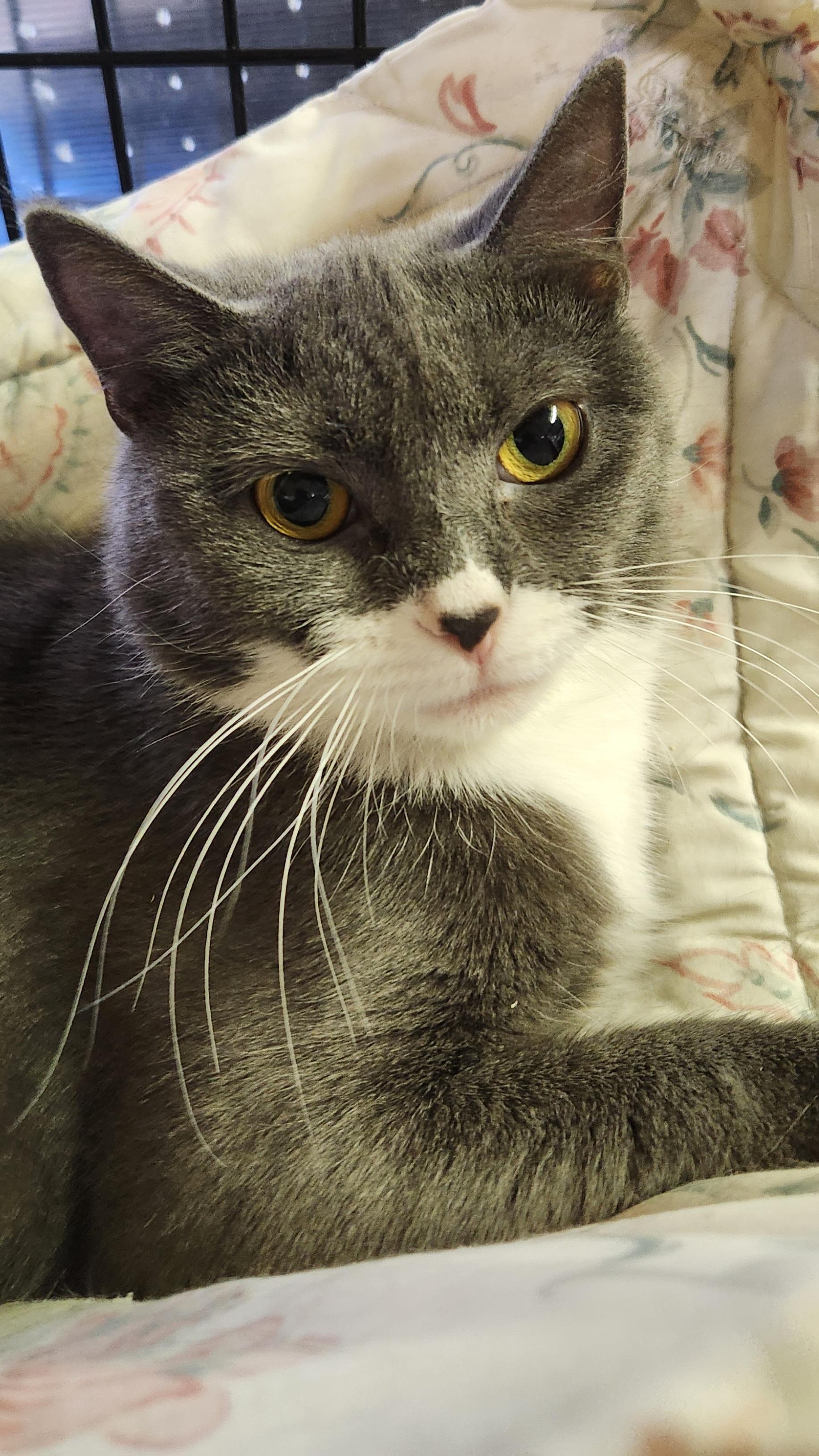 Enlarge Rue, a ADOPTABLE Domestic Short Hair in Linden, NJ image 2/6