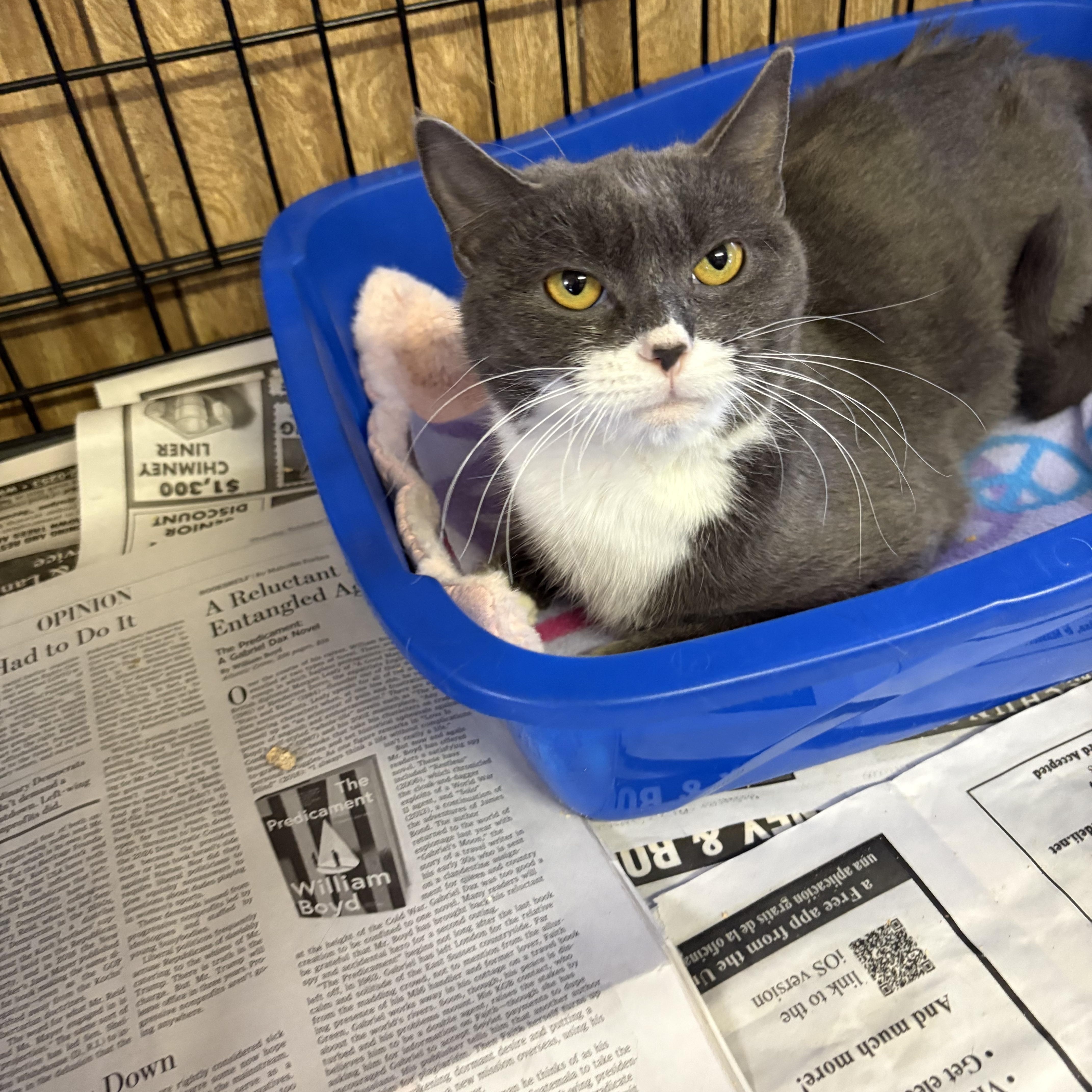 Enlarge Rue, a ADOPTABLE Domestic Short Hair in Linden, NJ image 5/6