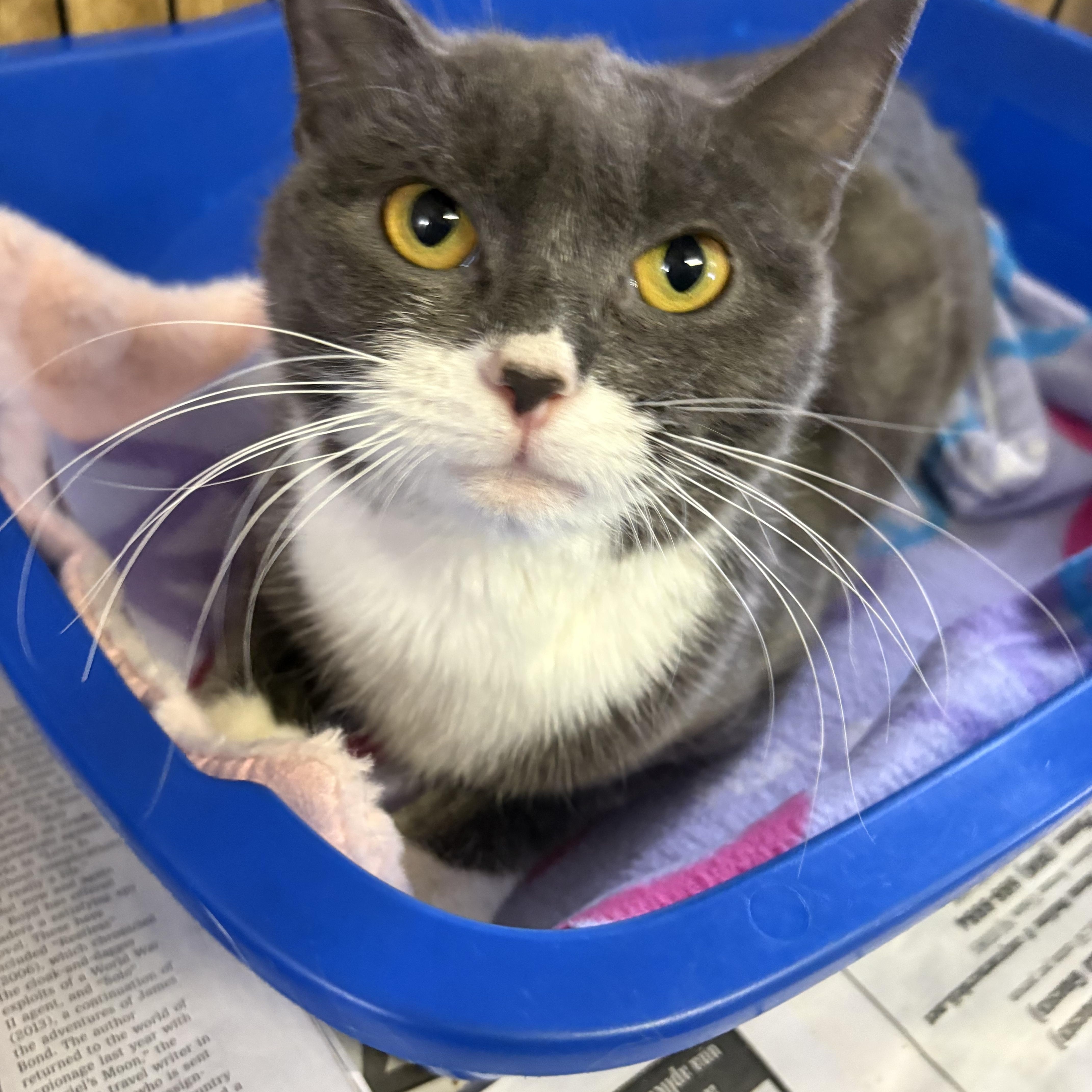 Rue, ADOPTABLE, Young Female Domestic Short Hair.