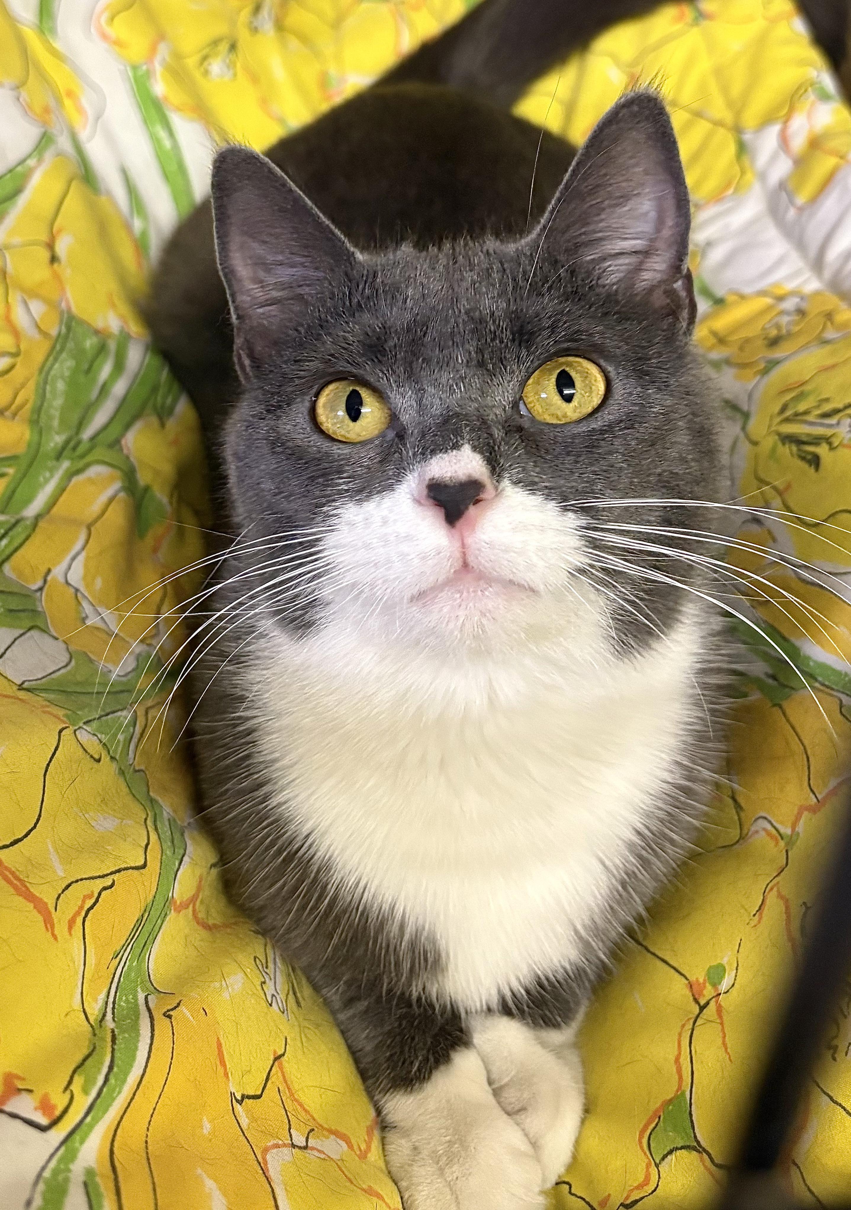 Enlarge Rue, an adopted Domestic Short Hair in Linden, NJ image 5/6