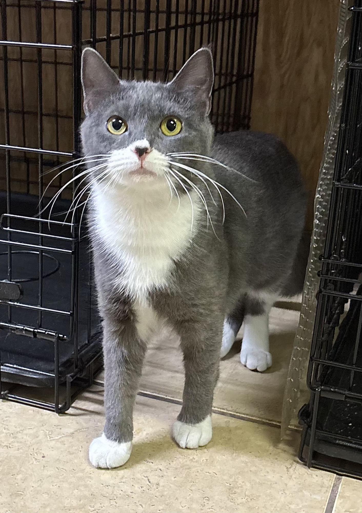 Enlarge Rue, an adopted Domestic Short Hair in Linden, NJ image 6/6