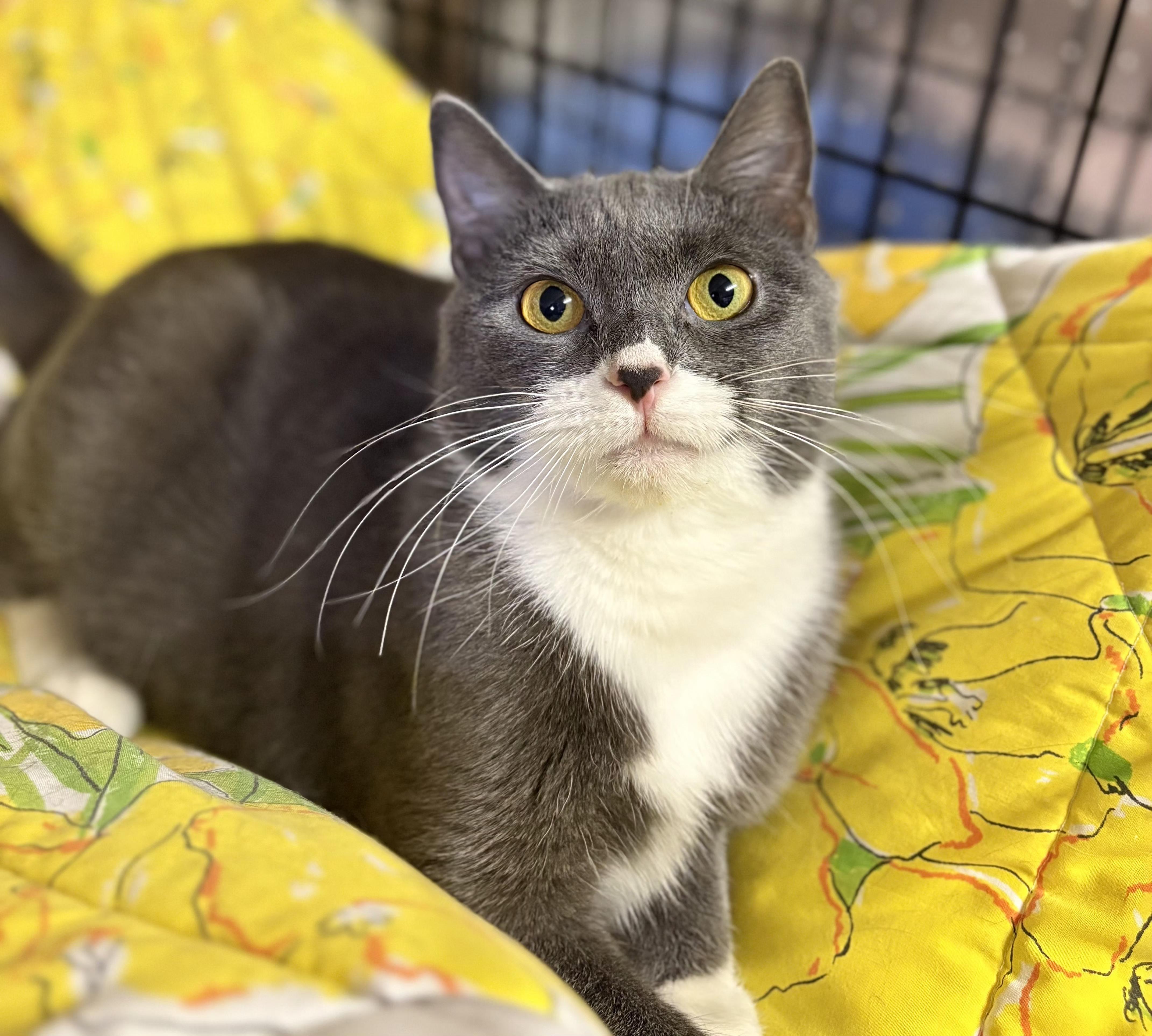 Enlarge Rue, an adopted Domestic Short Hair in Linden, NJ image 1/6