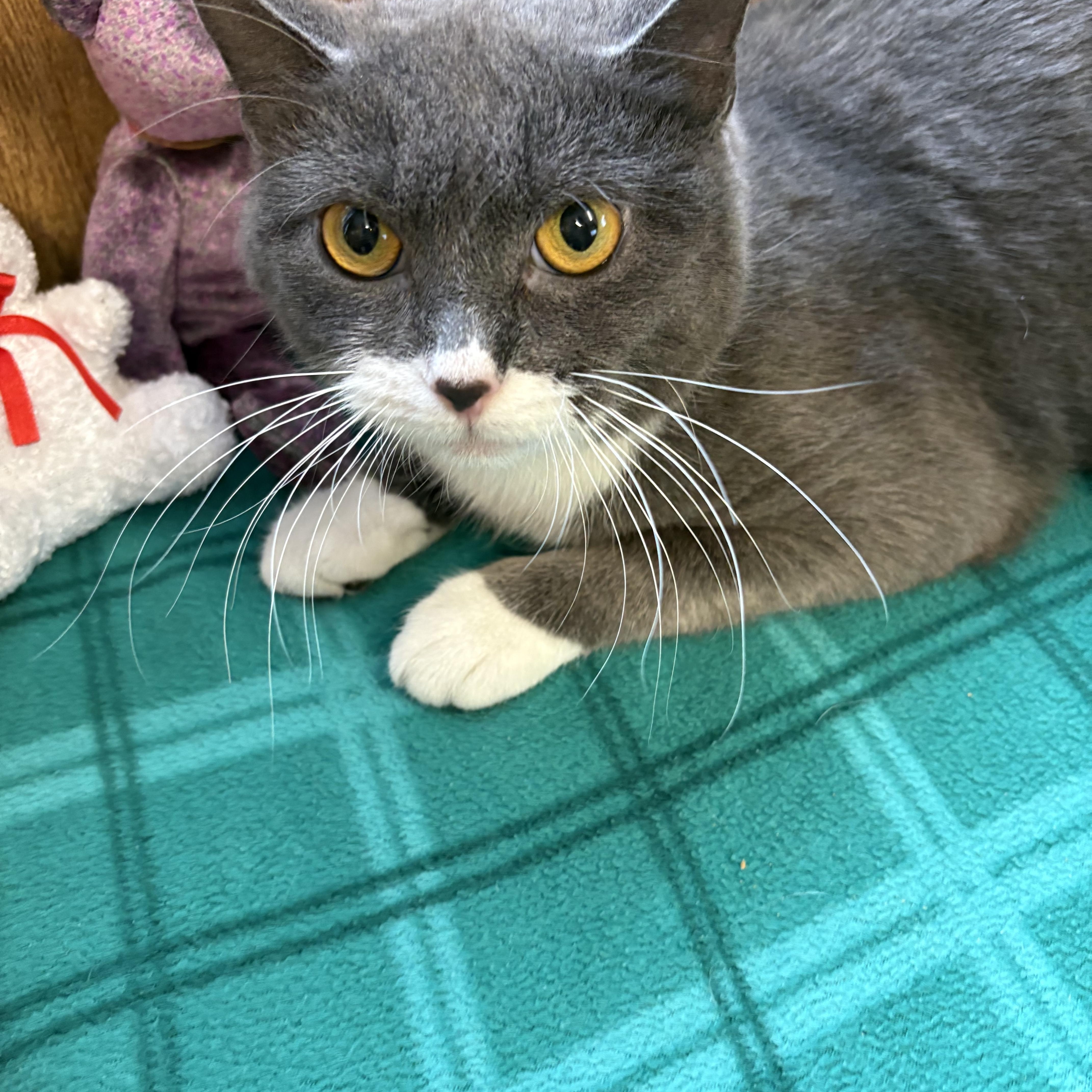 Enlarge Rue, a ADOPTABLE Domestic Short Hair in Linden, NJ image 3/6