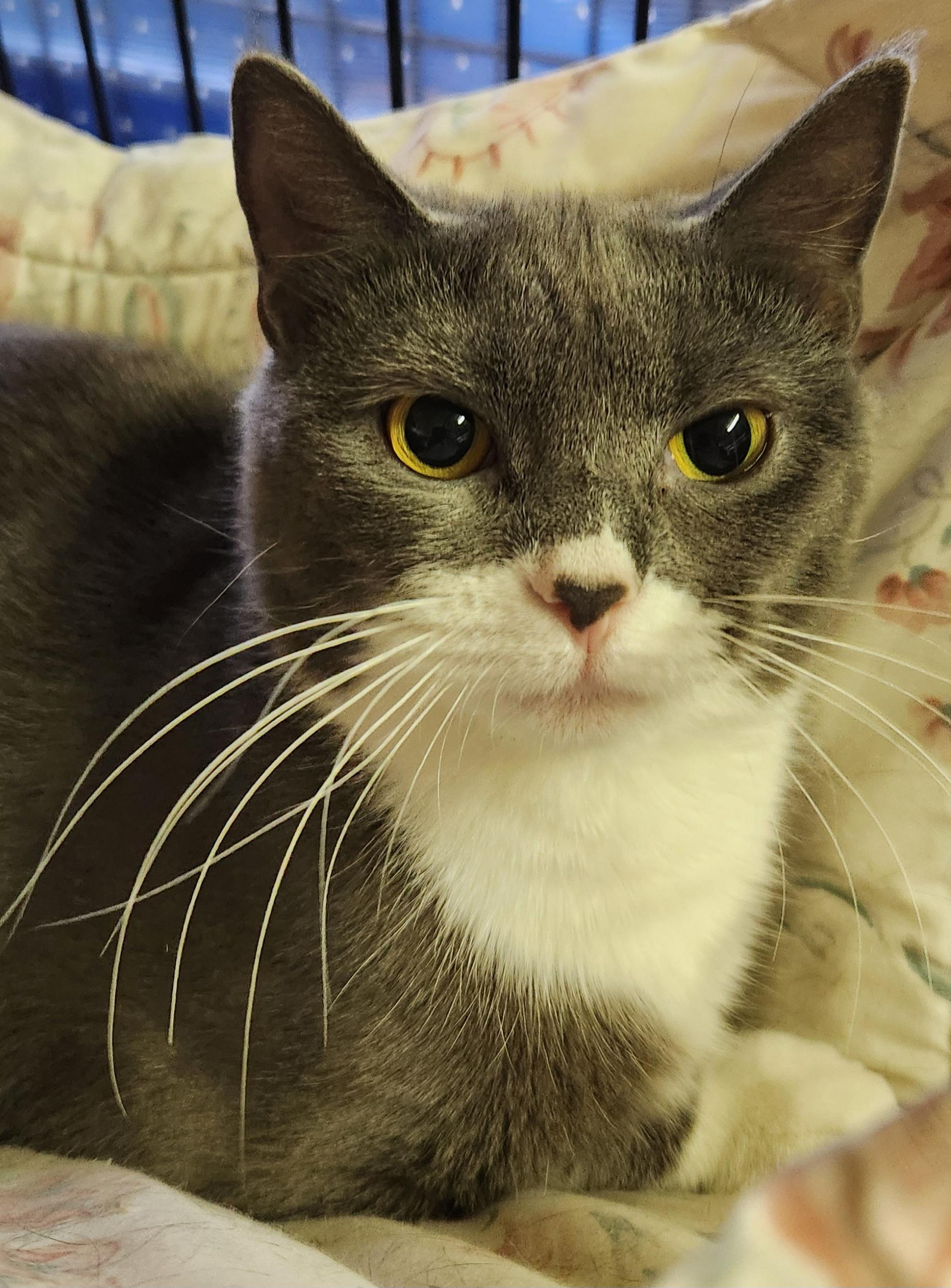 Rue, ADOPTABLE, Young Female Domestic Short Hair.