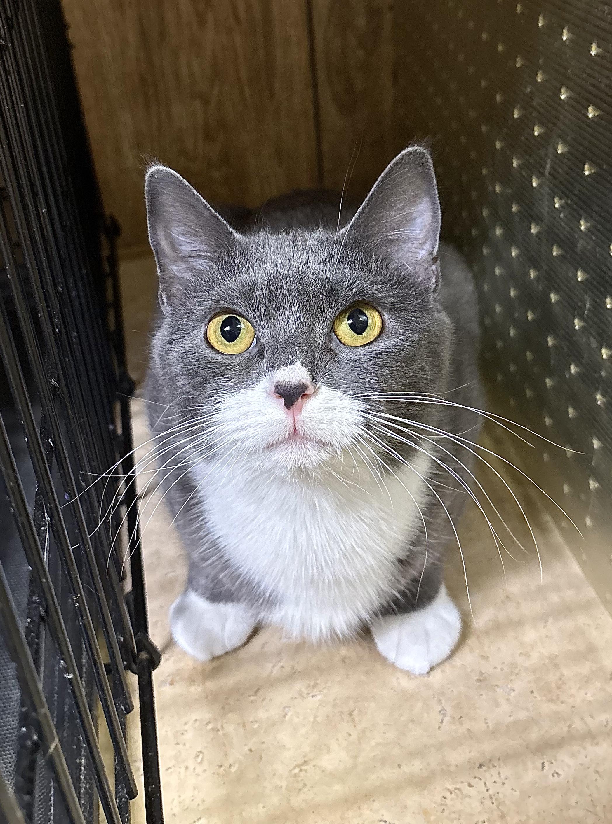 Enlarge Rue, an adopted Domestic Short Hair in Linden, NJ image 4/6