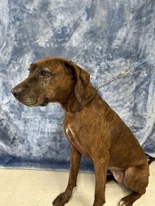 Enlarge Ginger, a Adoptable mixed breed in McCook, NE image 1/3