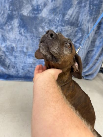 Ginger, a Adoptable mixed breed in McCook, NE image 1/3