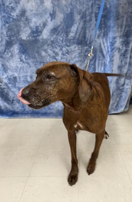 Ginger, a Adoptable mixed breed in McCook, NE image 2/3