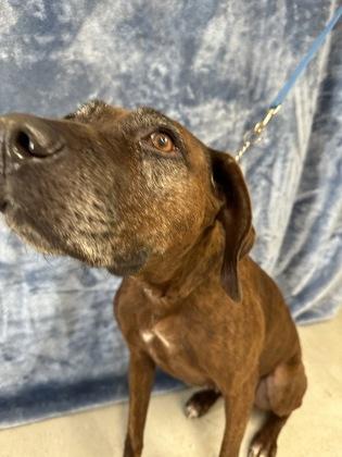 Enlarge Ginger, a Adoptable mixed breed in McCook, NE image 2/3