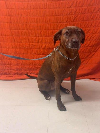 Ginger, Adoptable, Adult Female Boxer & Mixed Breed.
