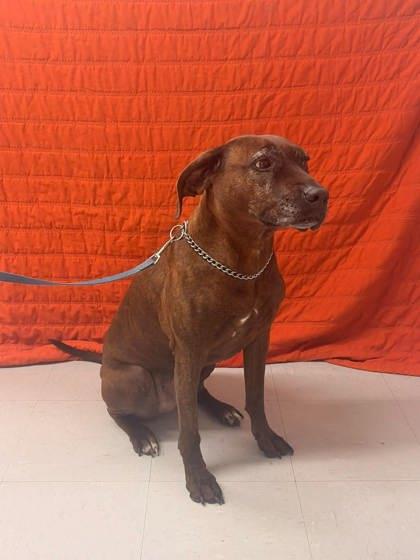 Enlarge Ginger, a Adoptable mixed breed in McCook, NE image 3/6