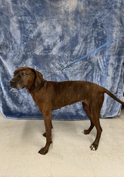 Ginger, a Adoptable mixed breed in McCook, NE image 3/3