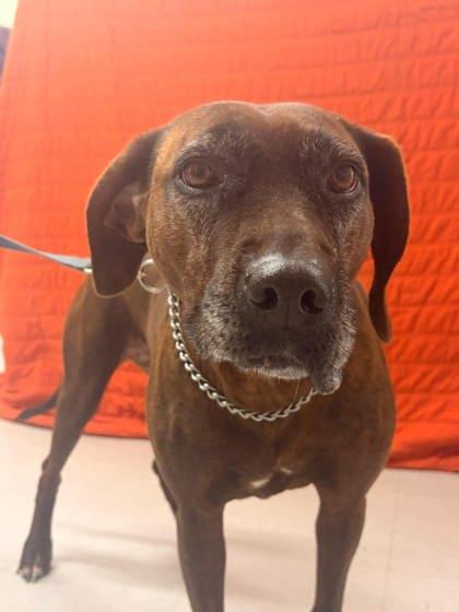 Enlarge Ginger, a Adoptable mixed breed in McCook, NE image 2/6