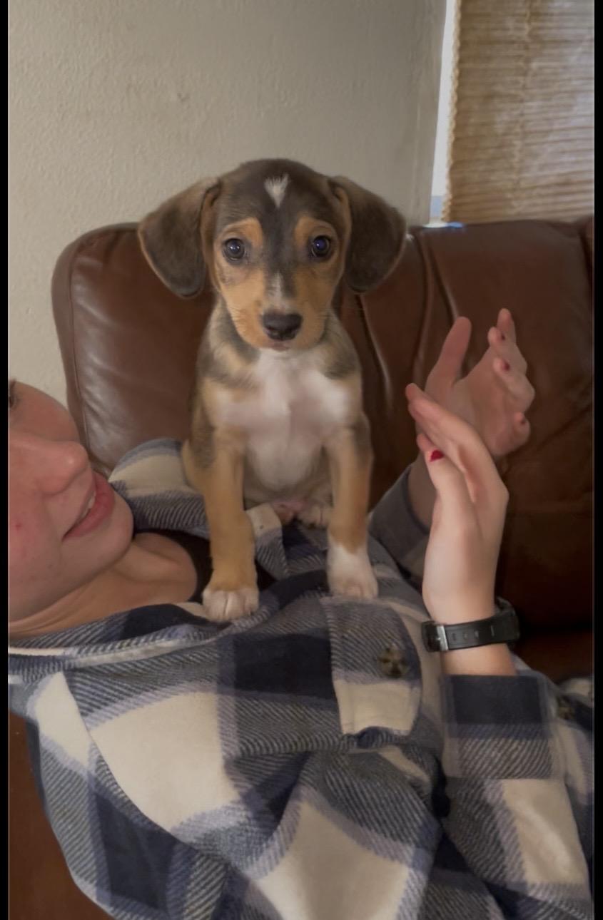 COLLIN, Adoptable, Puppy Male Chihuahua & Poodle.