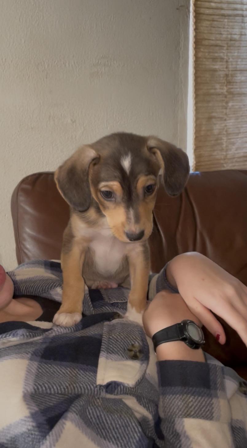 COLLIN, a Adoptable mixed breed in Yuba city, CA image 2/2