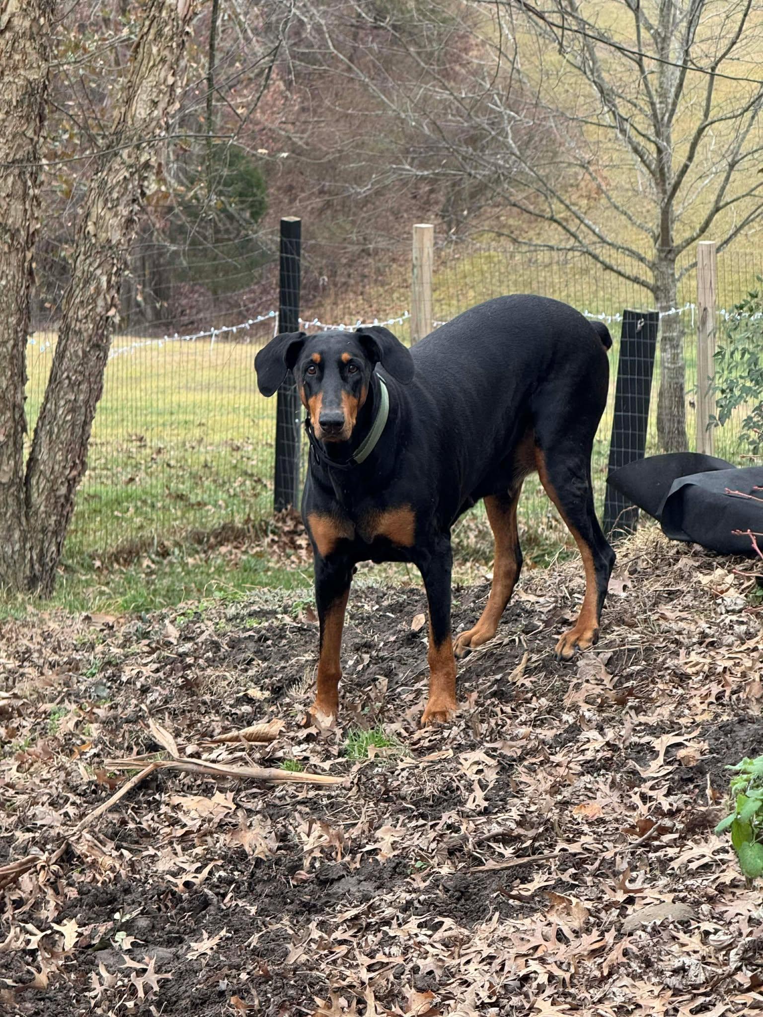 Enlarge Elphaba, Luna, a Adopted Doberman Pinscher in Aurora, OH image 3/3