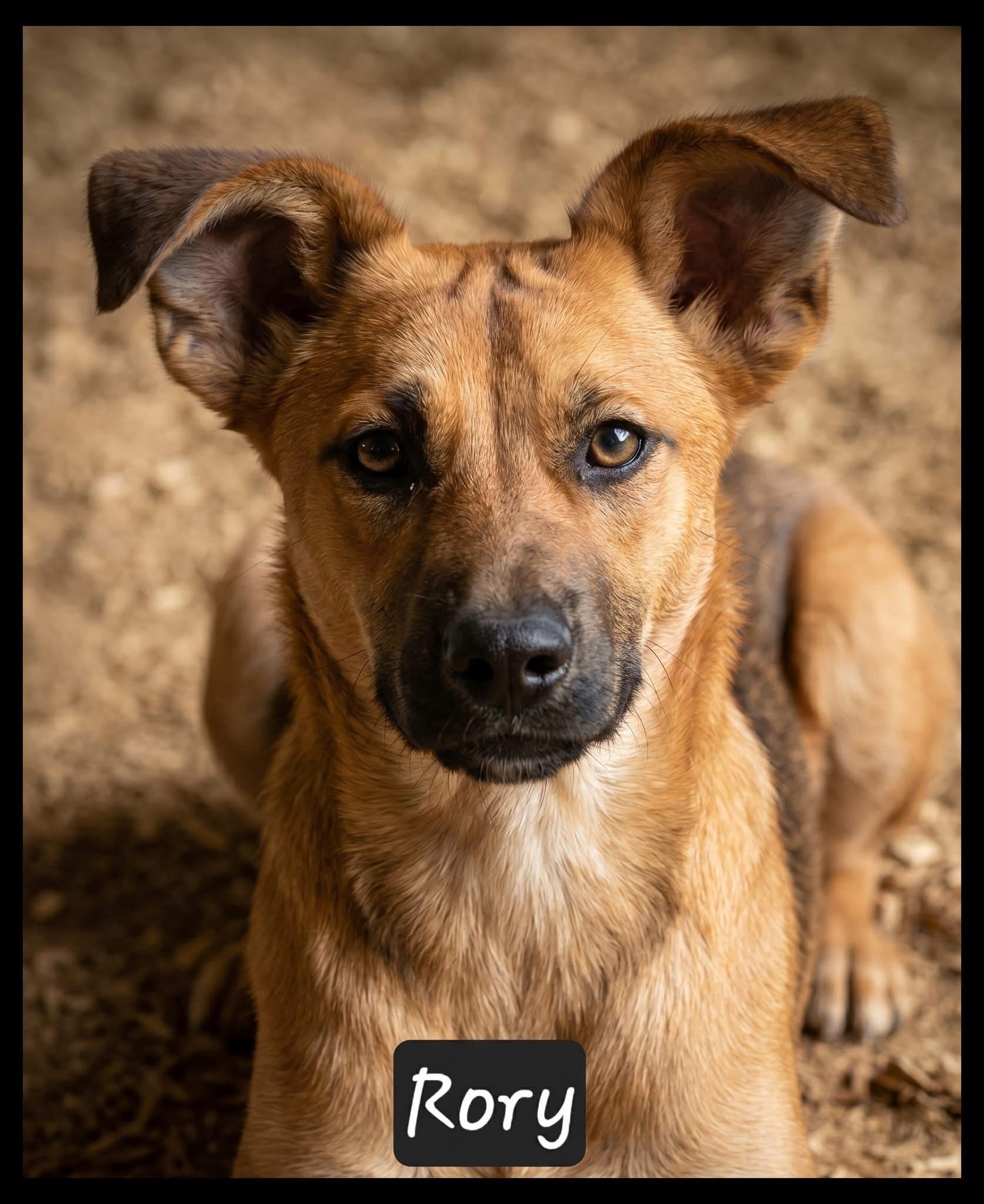 Rory, an adopted mixed breed in Granbury, TX image 1/2