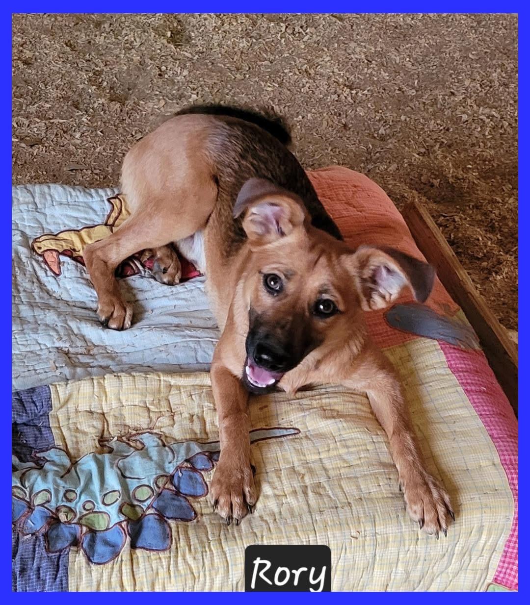 Rory, an adopted mixed breed in Granbury, TX image 2/2