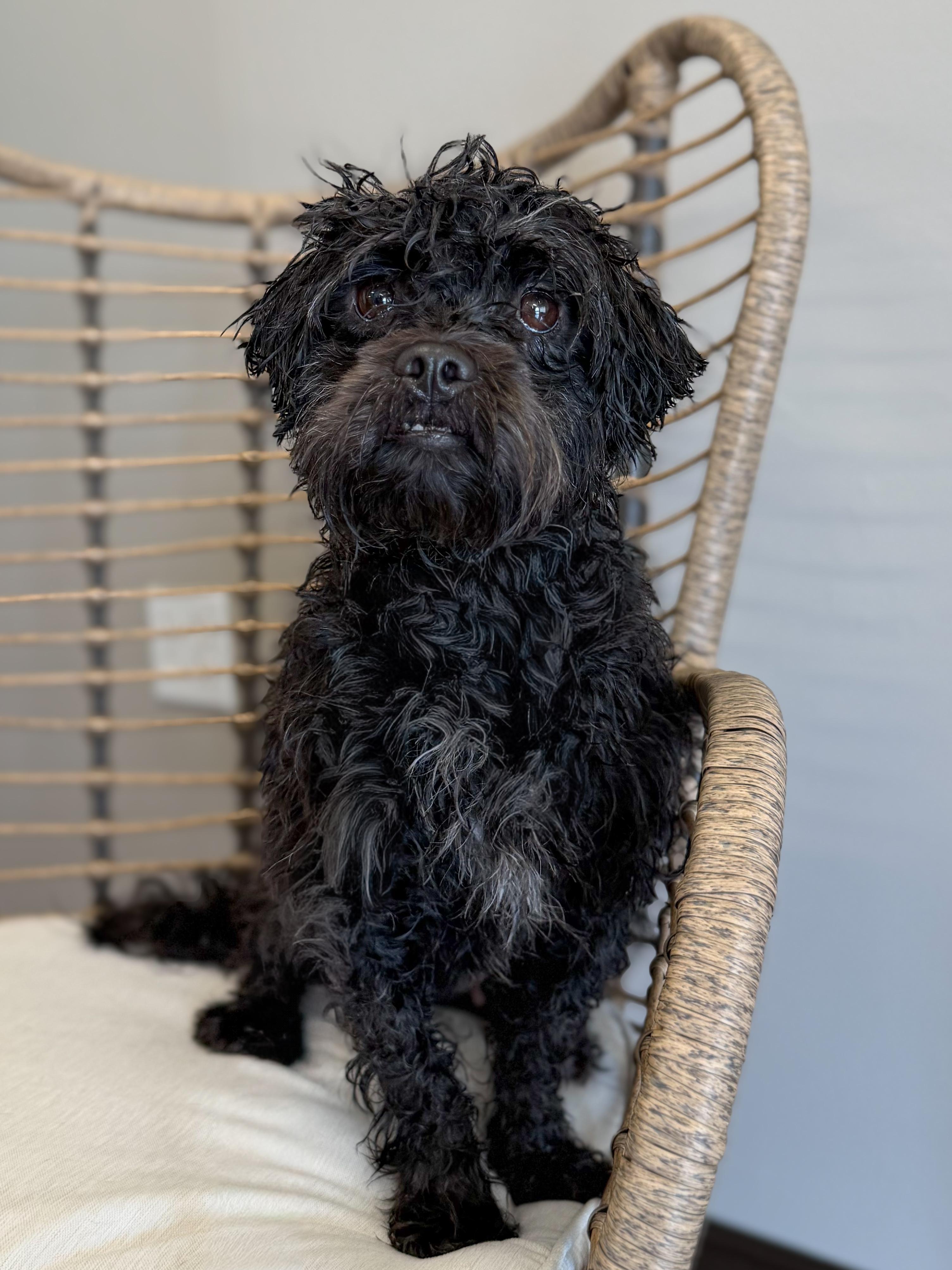 Enlarge Harriet, a Adoptable mixed breed in Green Bay, WI image 3/5
