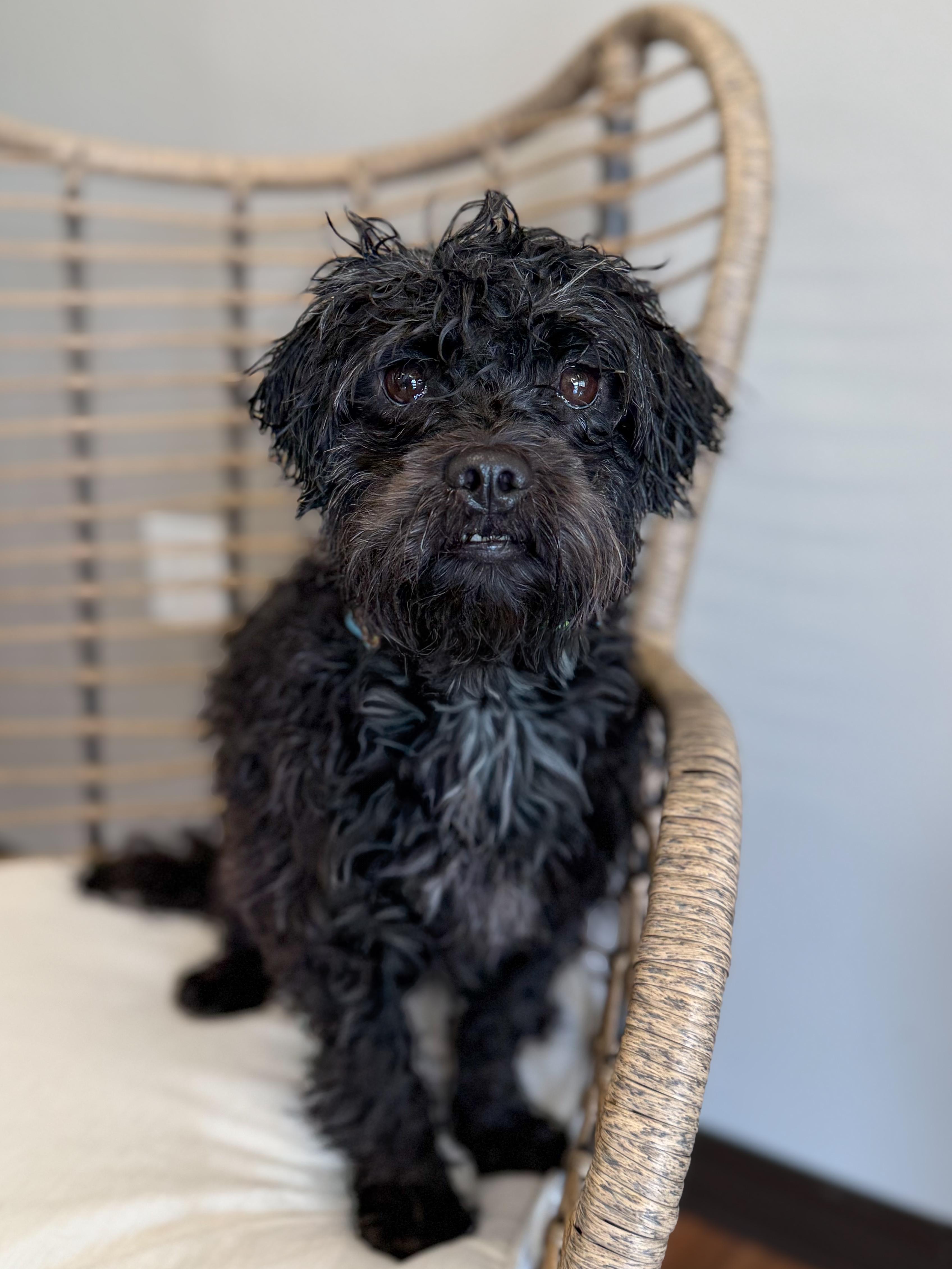 Enlarge Harriet, a Adoptable mixed breed in Green Bay, WI image 2/5