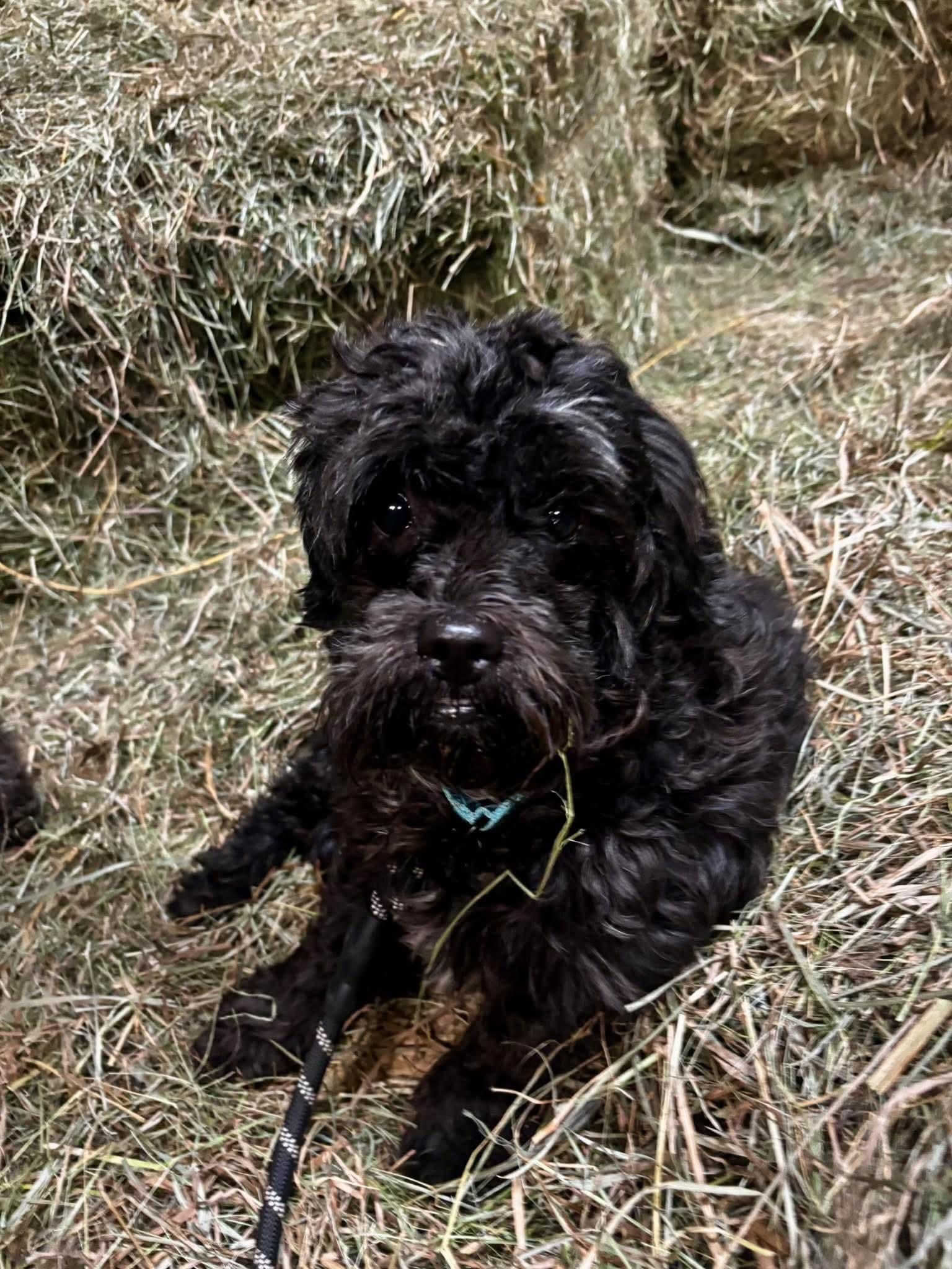 Enlarge Harriet, a Adoptable mixed breed in Green Bay, WI image 4/5