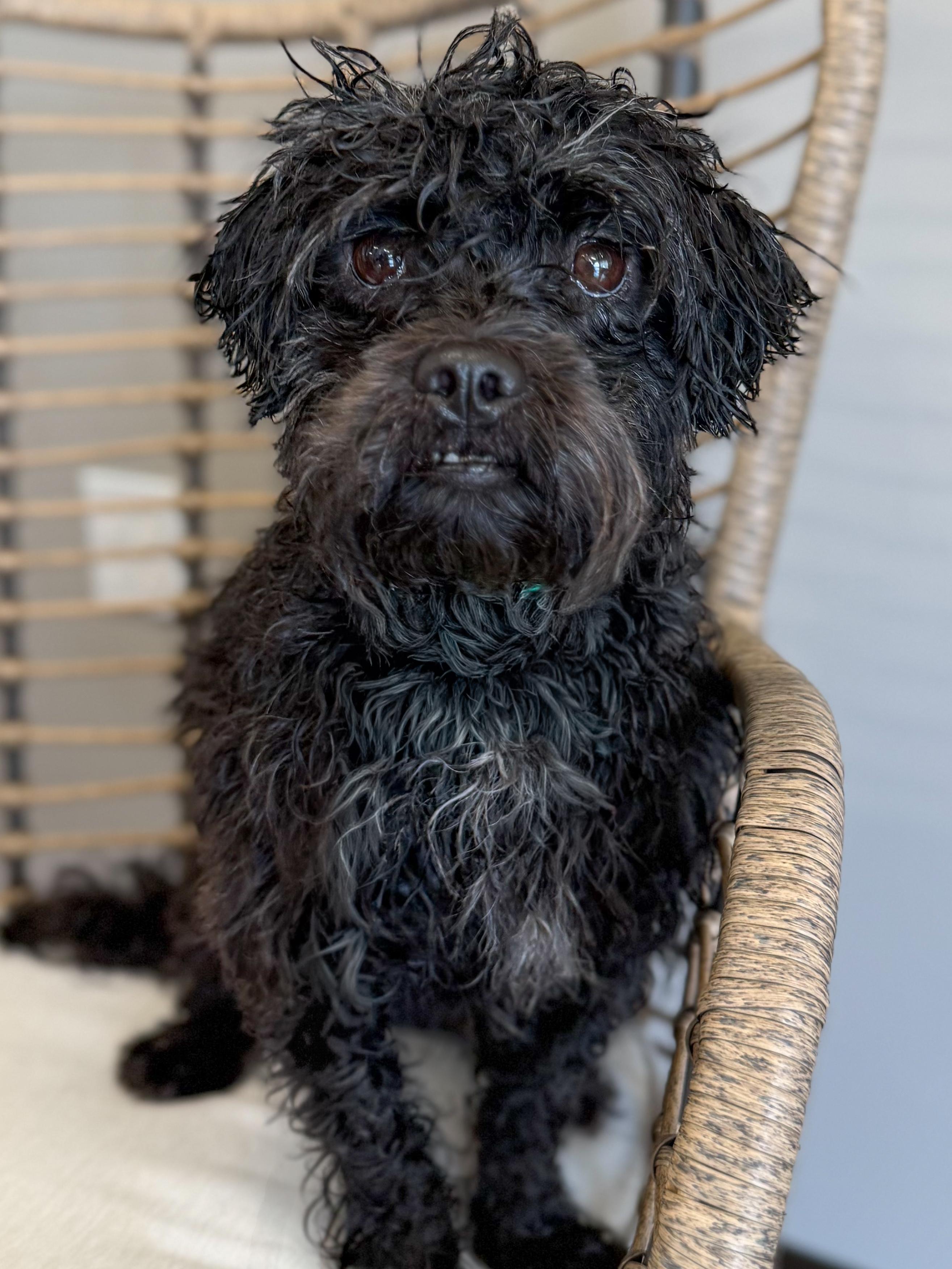 Harriet, Adoptable, Adult Female Shih Tzu.