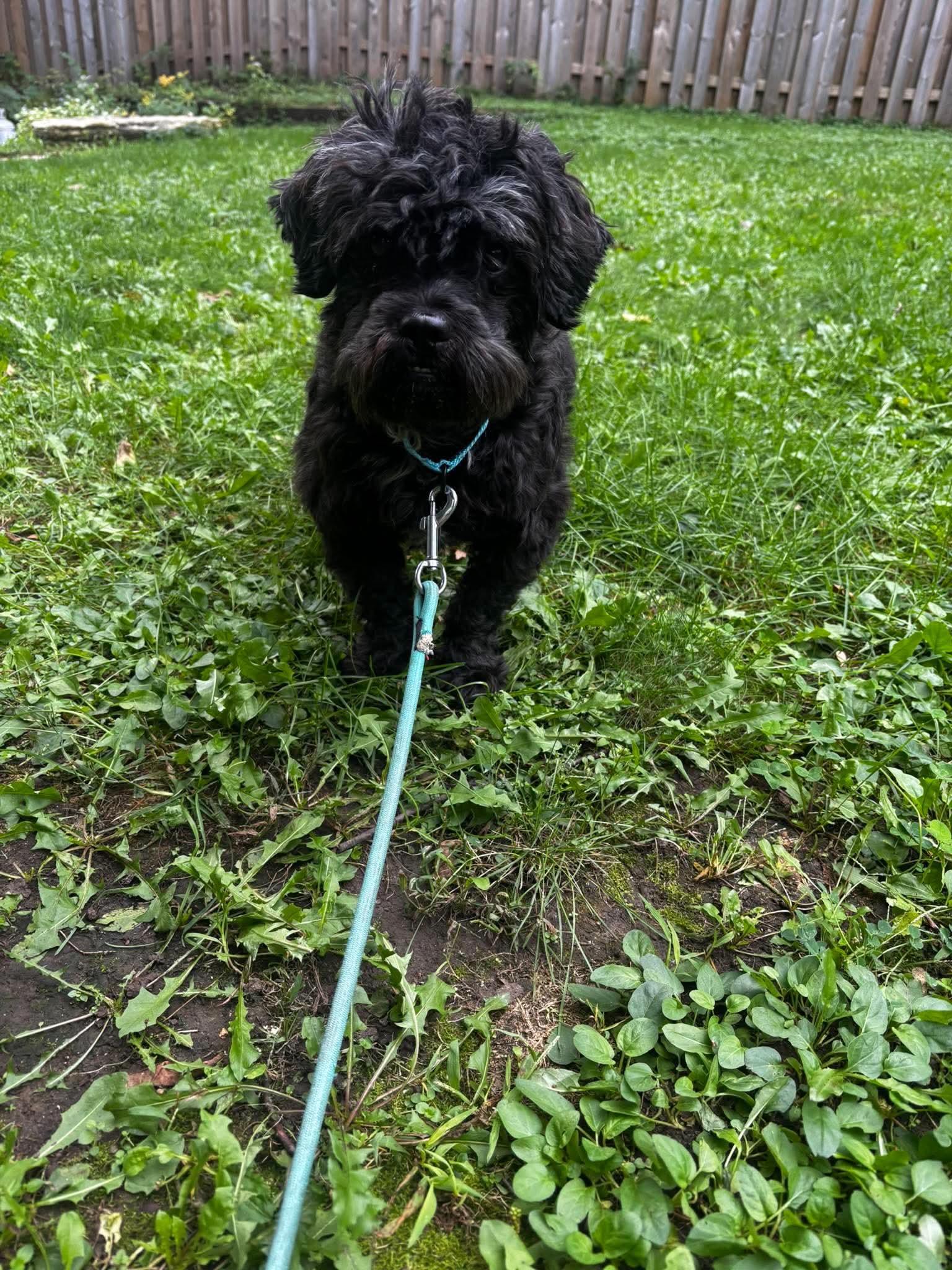 Enlarge Harriet, a Adoptable mixed breed in Green Bay, WI image 5/5