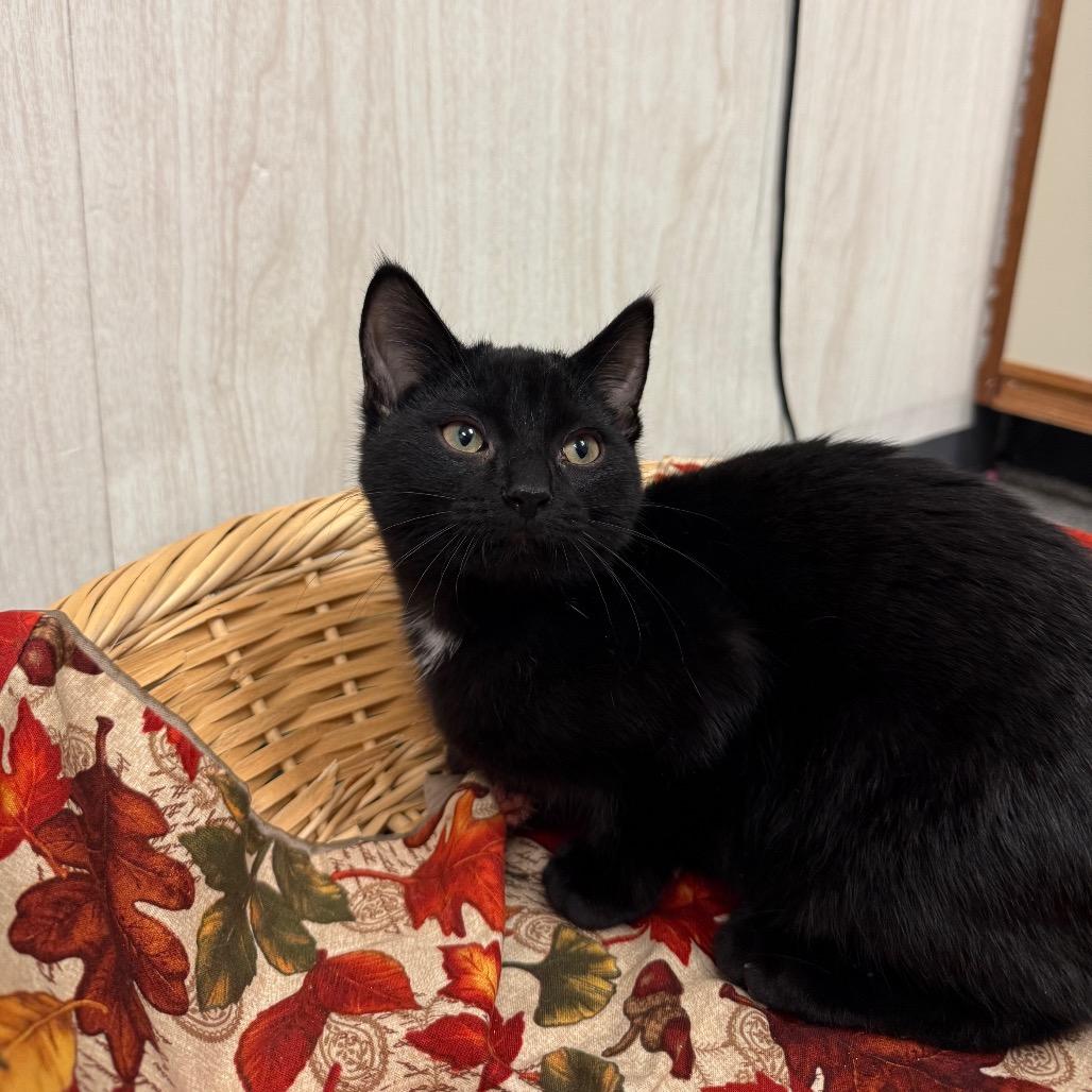Enlarge Gallagher, a Adoptable Domestic Short Hair in Chaska, MN image 1/1
