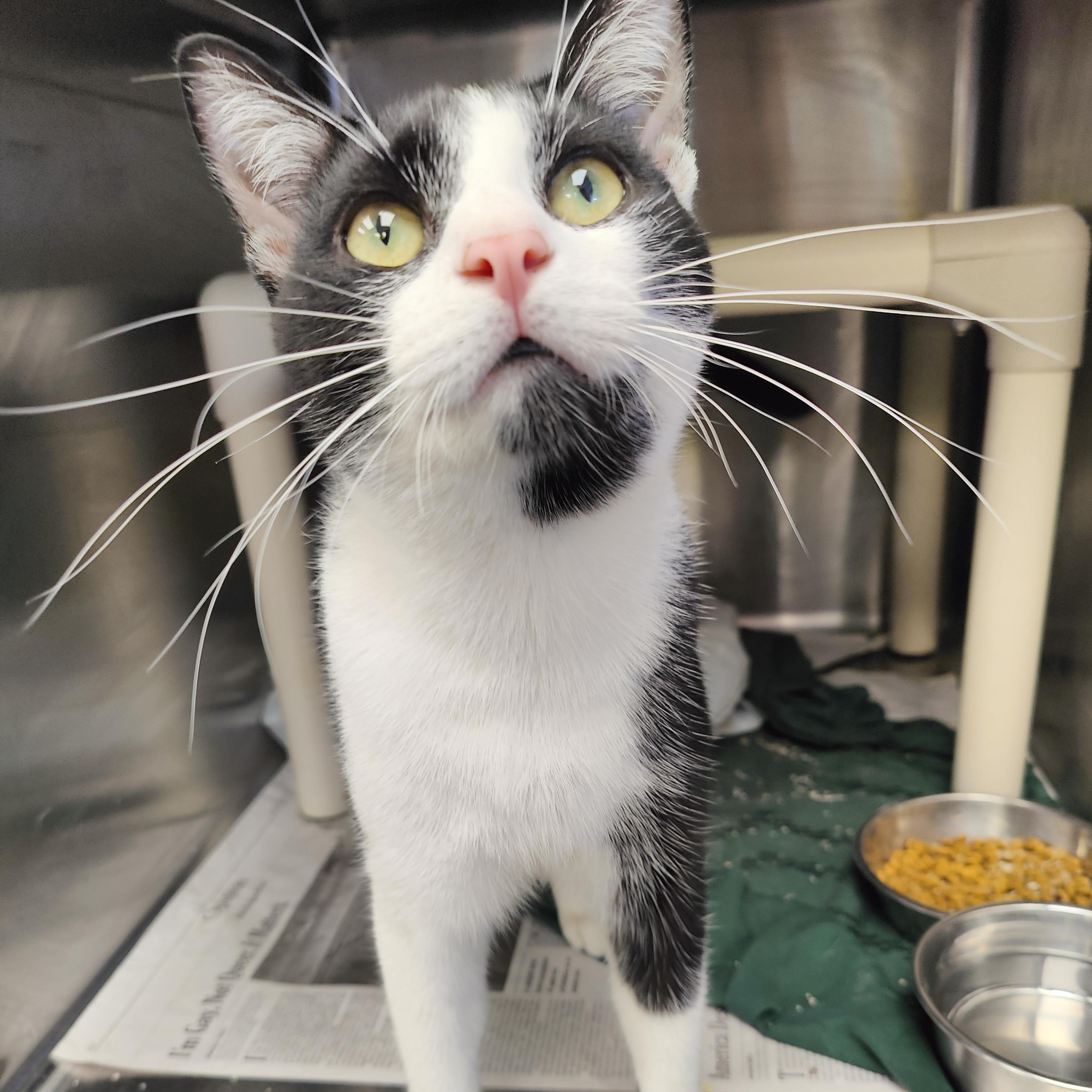 Sj, ADOPTABLE, Young Male Domestic Short Hair.