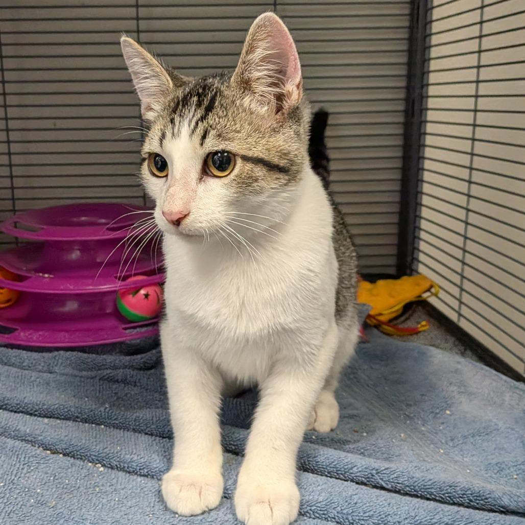 Enlarge Salsa, a Adoptable Domestic Short Hair in Hannibal, MO image 1/1