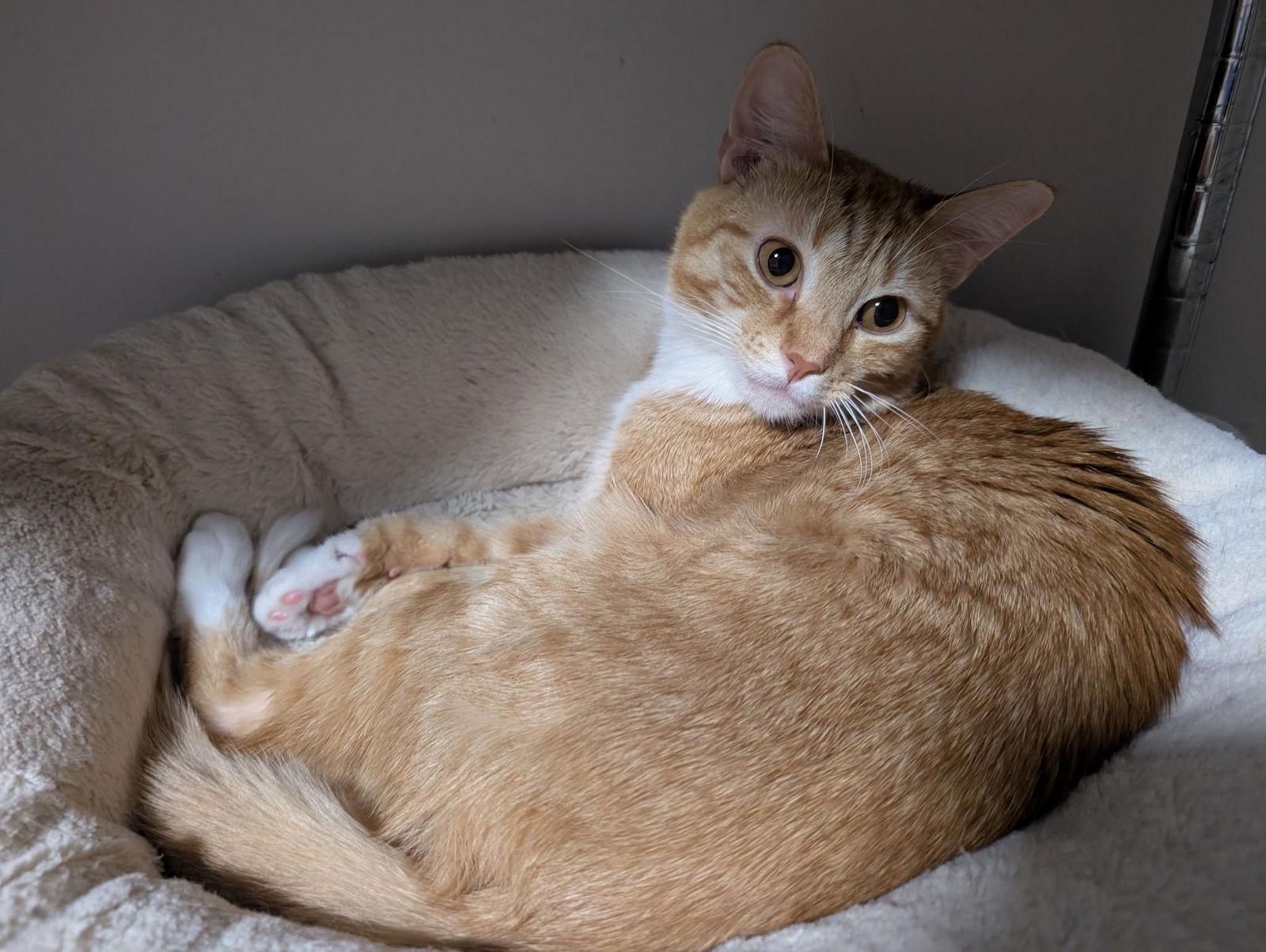 Enlarge WOODY, a Adoptable Tabby in Capshaw, AL image 1/2