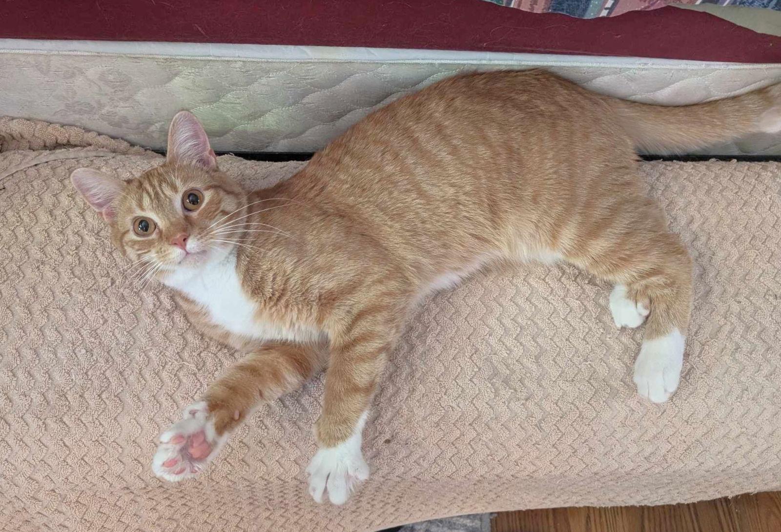 Enlarge WOODY, a Adoptable Tabby in Capshaw, AL image 2/2