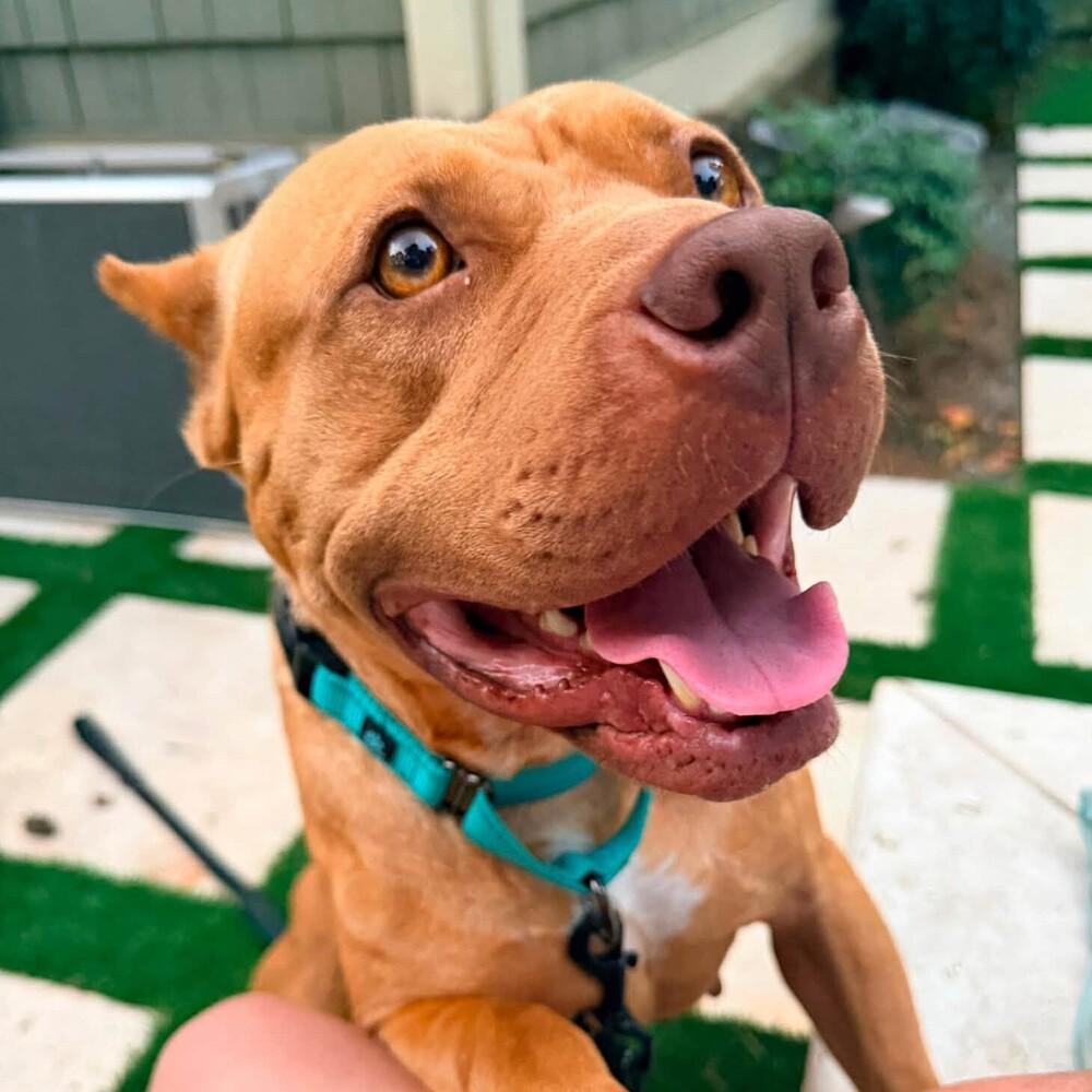 Nonna, Adoptable, Adult Female American Staffordshire Terrier & Mixed Breed.