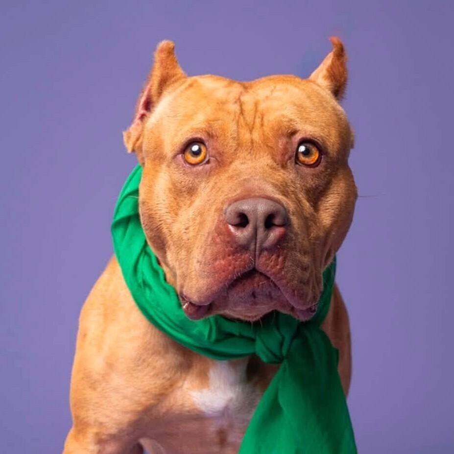 Enlarge Nonna, a Adoptable mixed breed in Long Island City, NY image 2/6