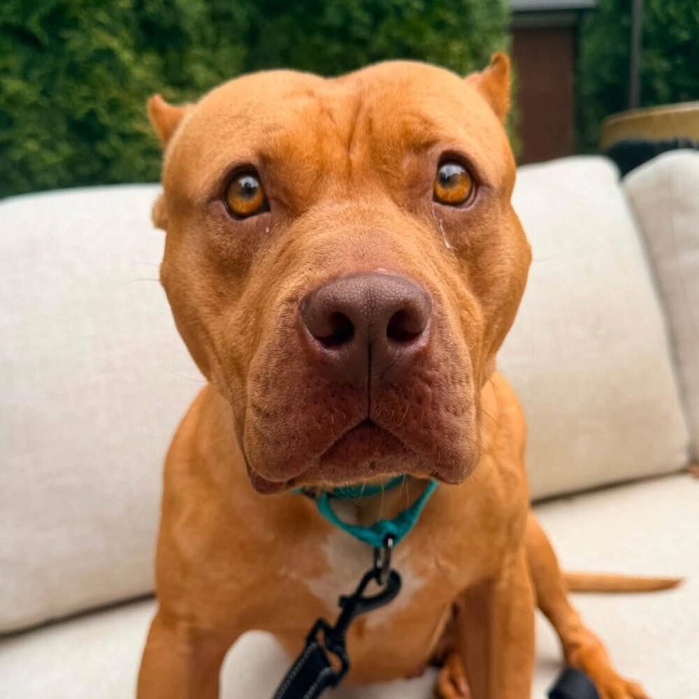 Enlarge Nonna, a Adoptable mixed breed in Long Island City, NY image 3/6