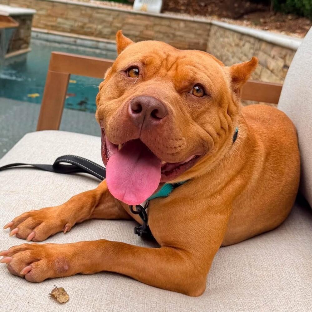 Enlarge Nonna, a Adoptable mixed breed in Long Island City, NY image 4/6