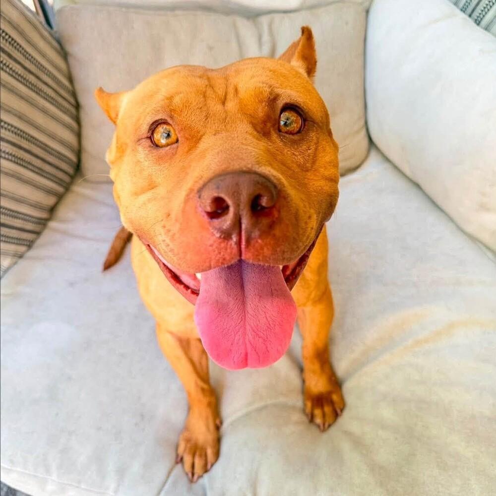 Enlarge Nonna, a Adoptable mixed breed in Long Island City, NY image 5/6