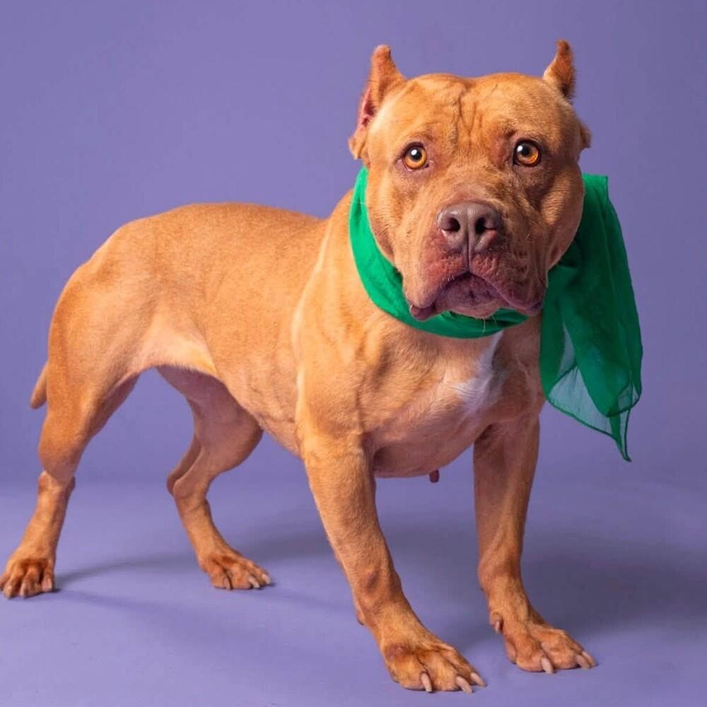 Enlarge Nonna, a Adoptable mixed breed in Long Island City, NY image 6/6