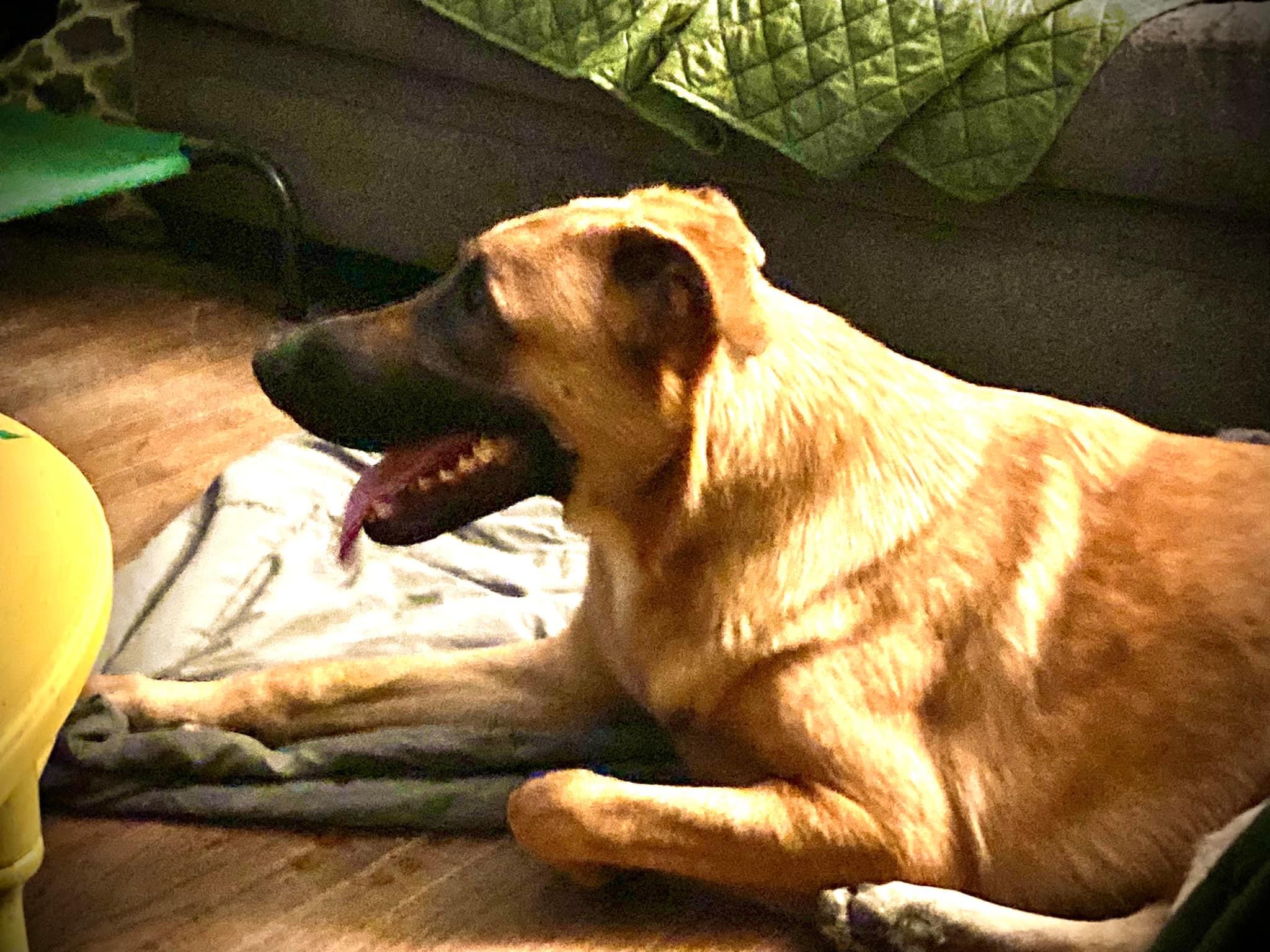 zephyr, a Adoptable mixed breed in Concord, CA image 1/5