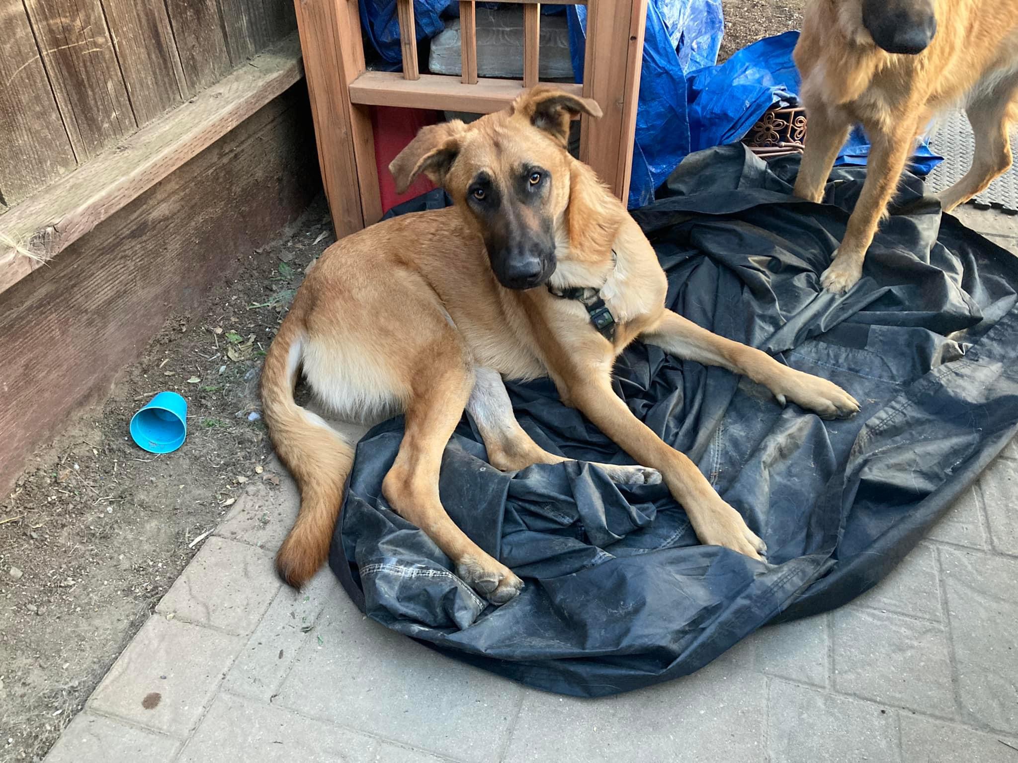 zephyr, a Adoptable mixed breed in Concord, CA image 3/5
