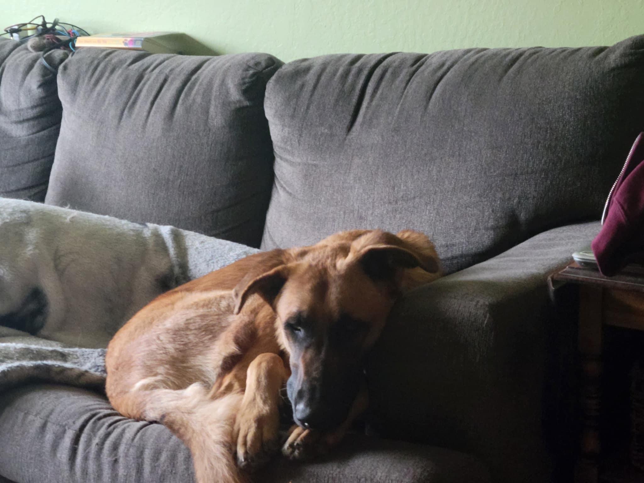 zephyr, a Adoptable mixed breed in Concord, CA image 4/5