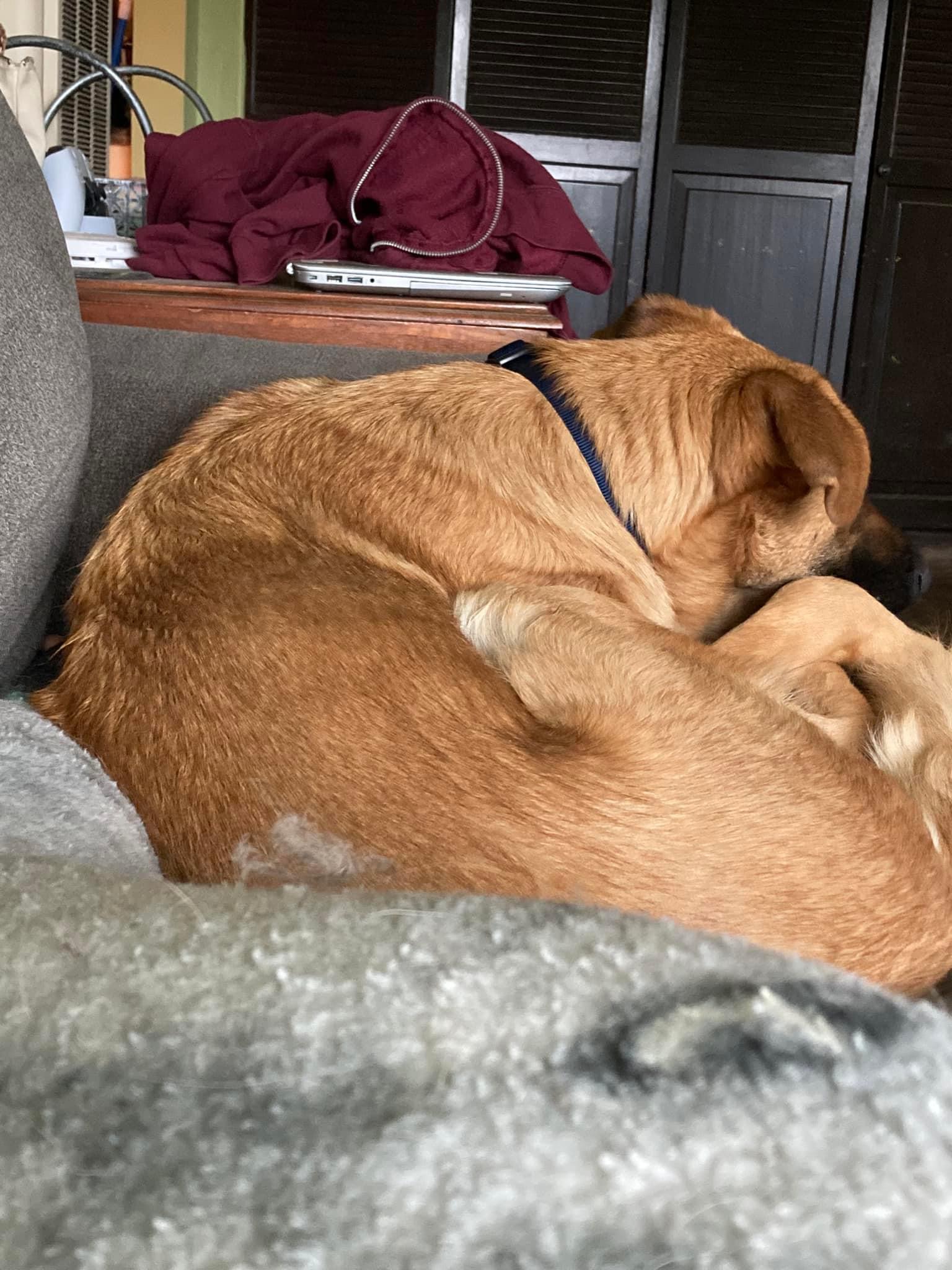 zephyr, a Adoptable mixed breed in Concord, CA image 5/5