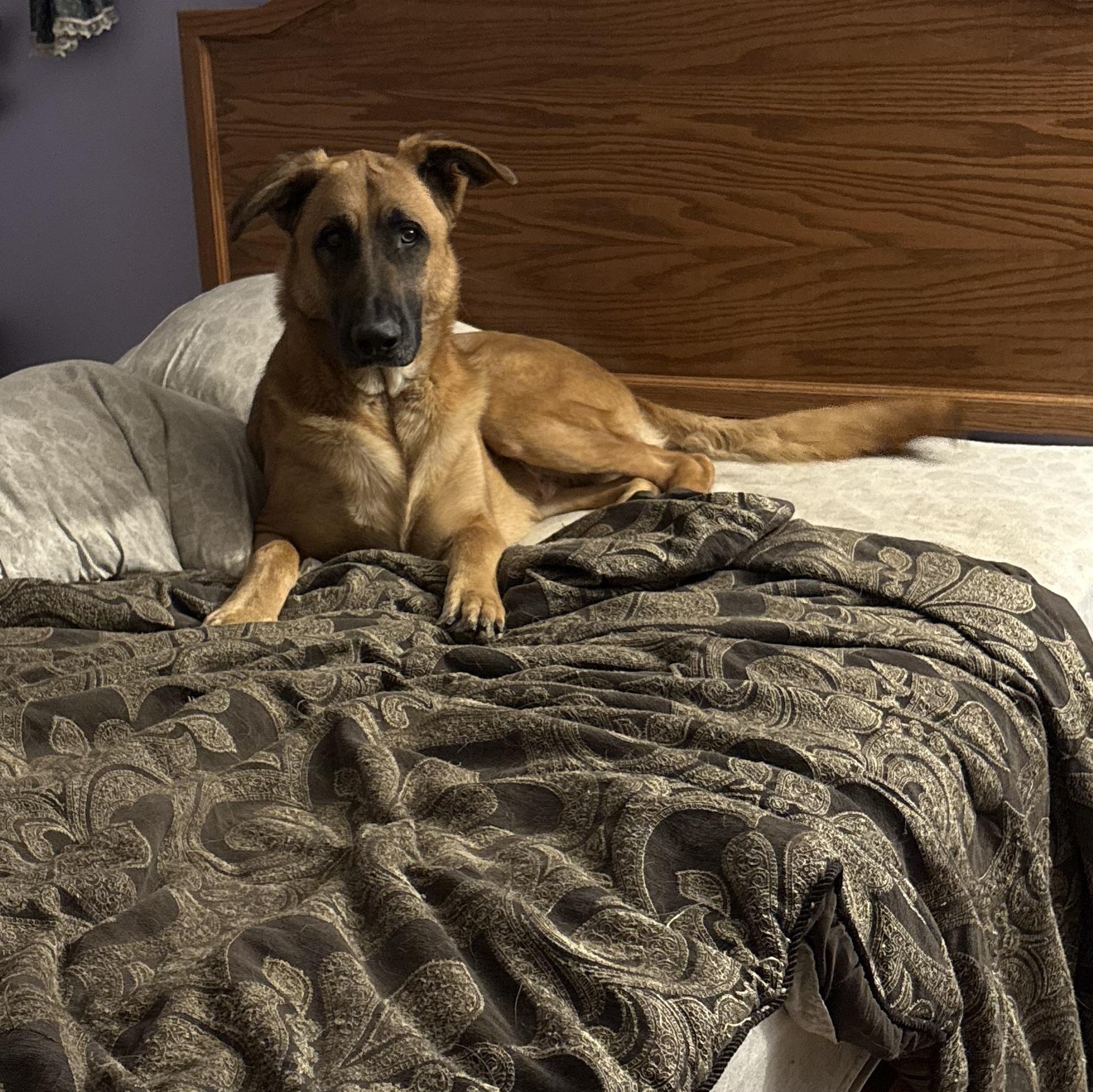 Enlarge zephyr, a Adoptable mixed breed in Concord, CA image 5/5