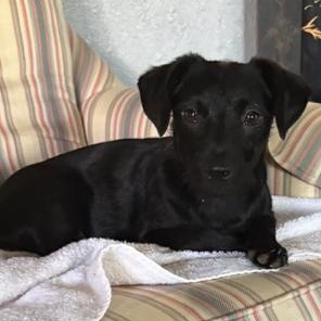 Tucker, adoptable, Puppy Male Terrier & Chihuahua.