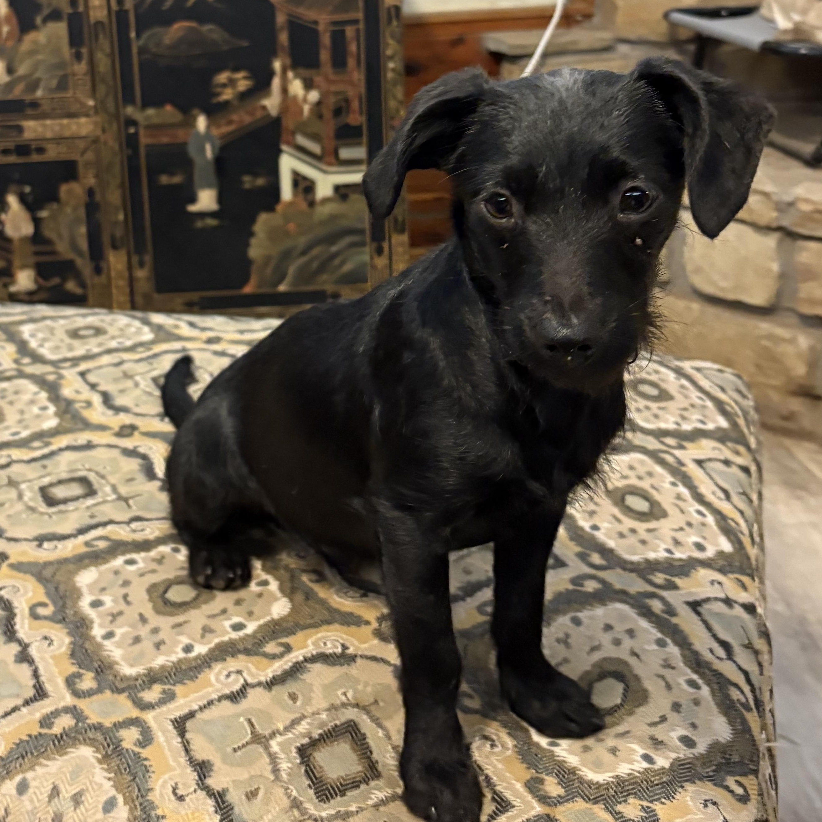 Enlarge Tucker, an adoptable mixed breed in Weatherford, TX image 3/4