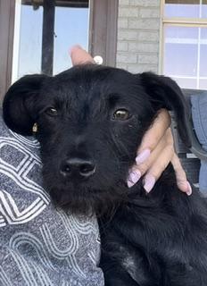 Tucker, Adoptable, Young Male Terrier & Chihuahua.