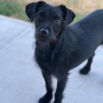 Tucker, an adoptable mixed breed in Weatherford, TX image 1/6
