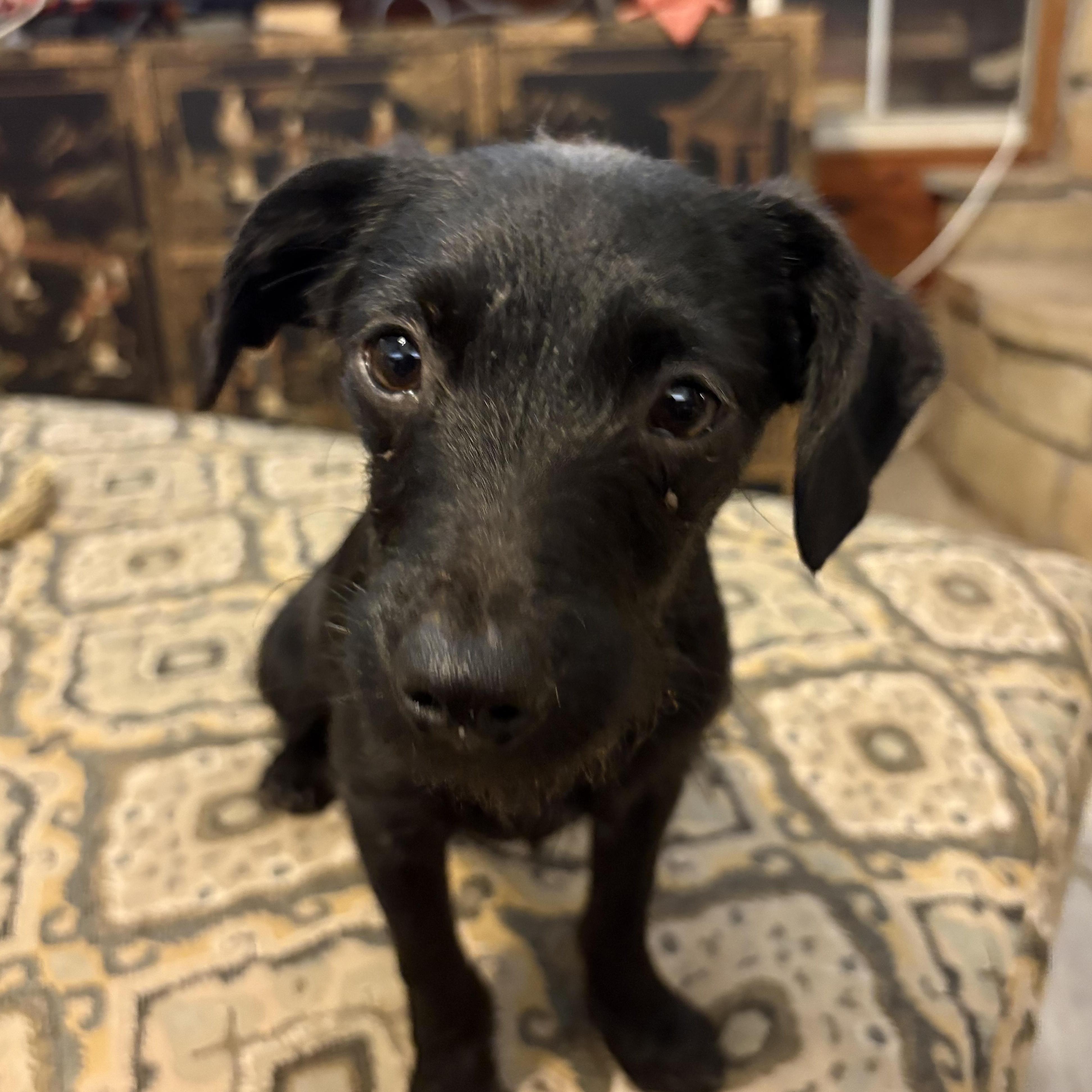 Enlarge Tucker, an adoptable mixed breed in Weatherford, TX image 4/4